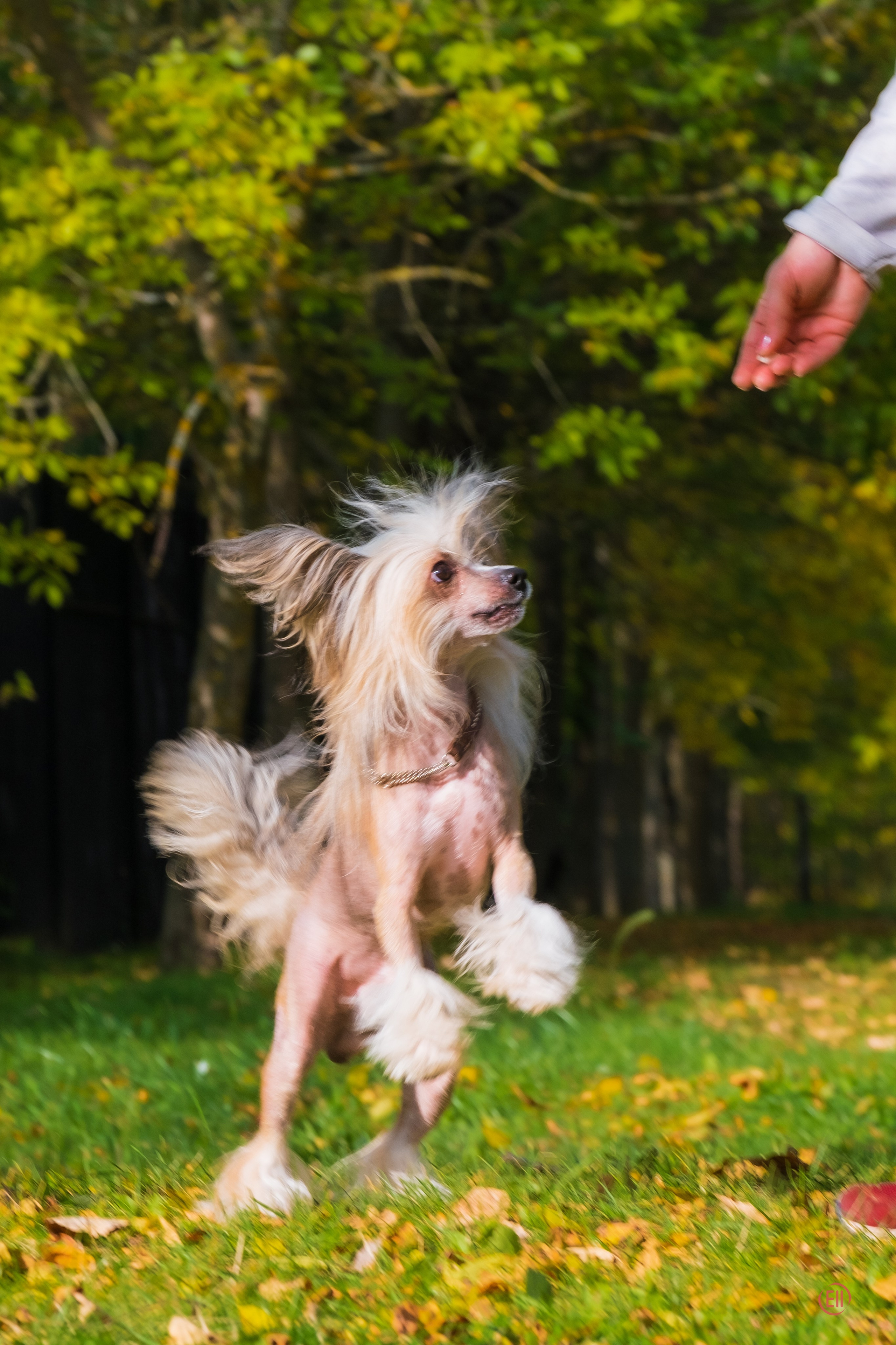 On a walk. Chinese Crested Dog Kennel Poale Ell