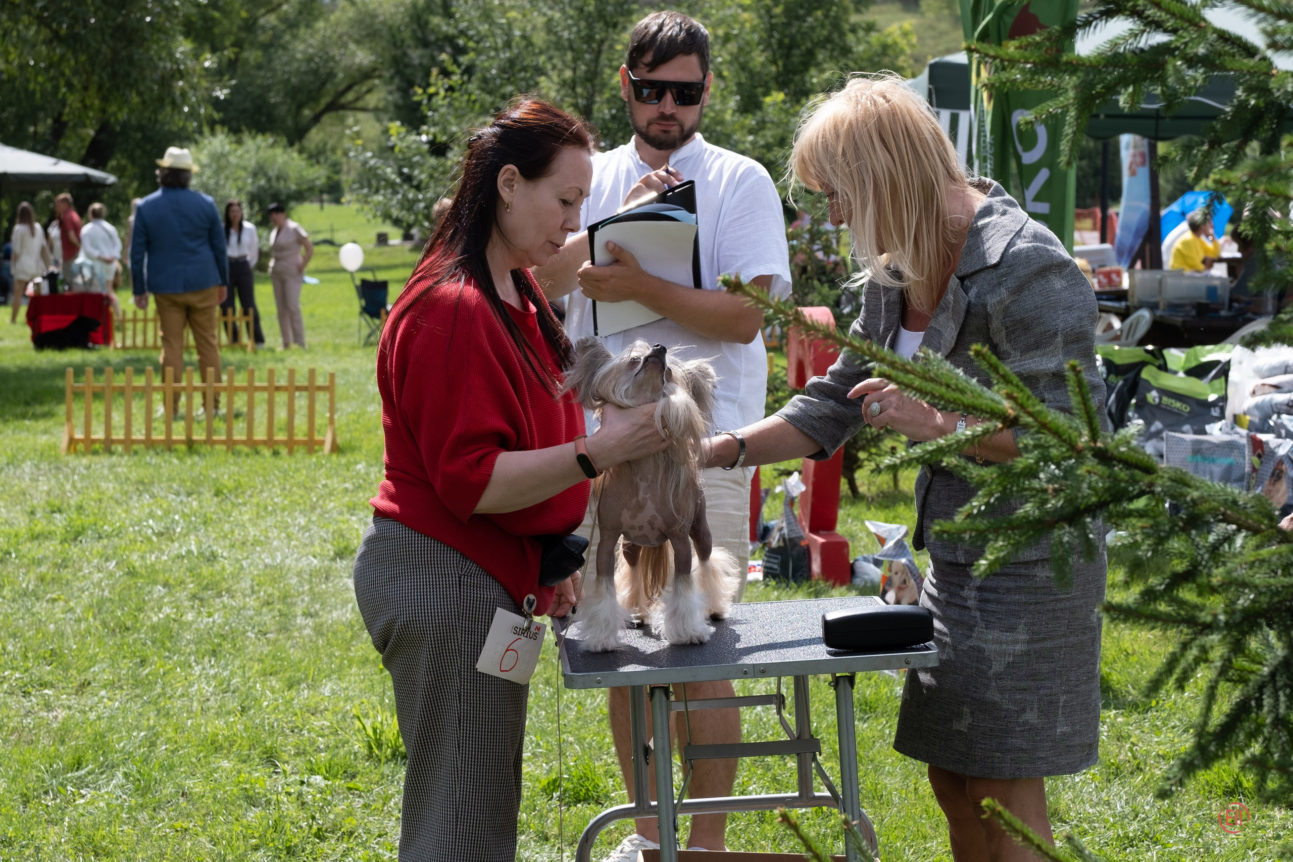 Липецк. Выставка собак. Питомник китайских хохлатых собак Poale Ell: купить щенка
