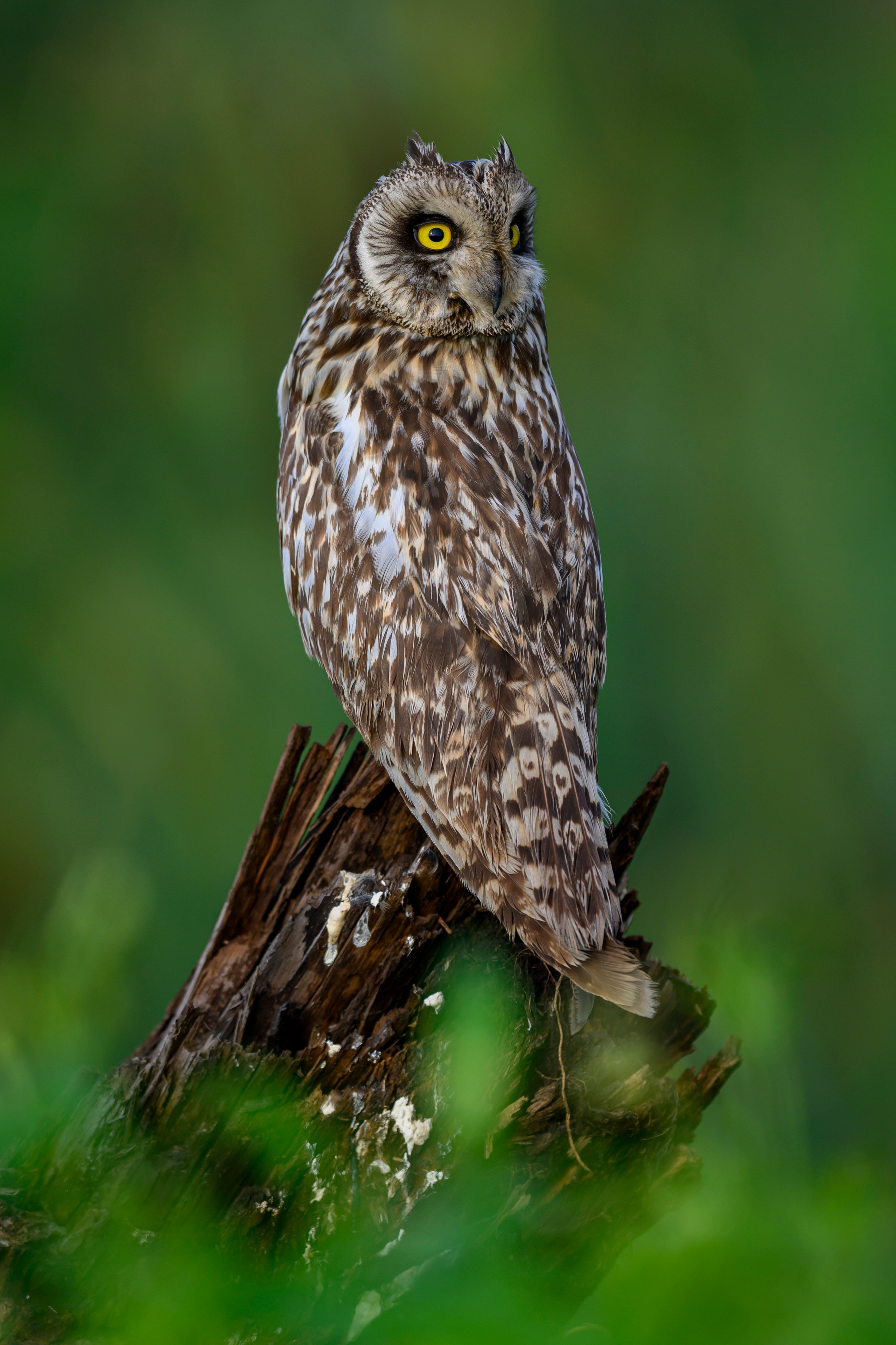 Сова на рассвете. Owl at dawn. Wildlife photography by Sergey Puponin