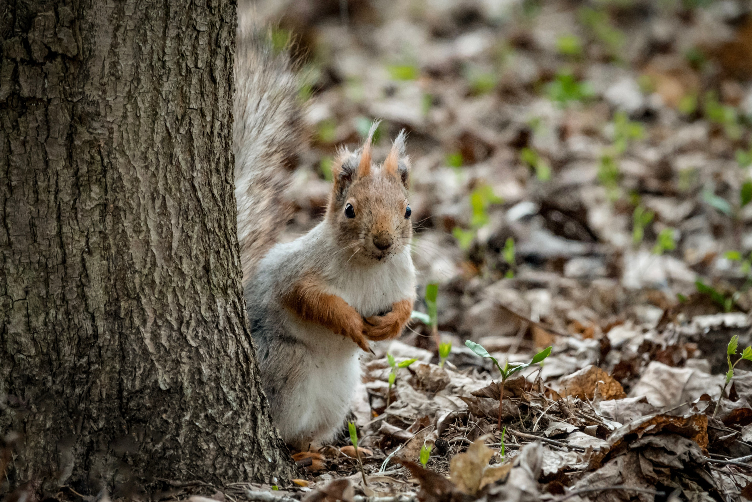 Белочки. Фотограф-анималист в Москве Юлия Лайхо