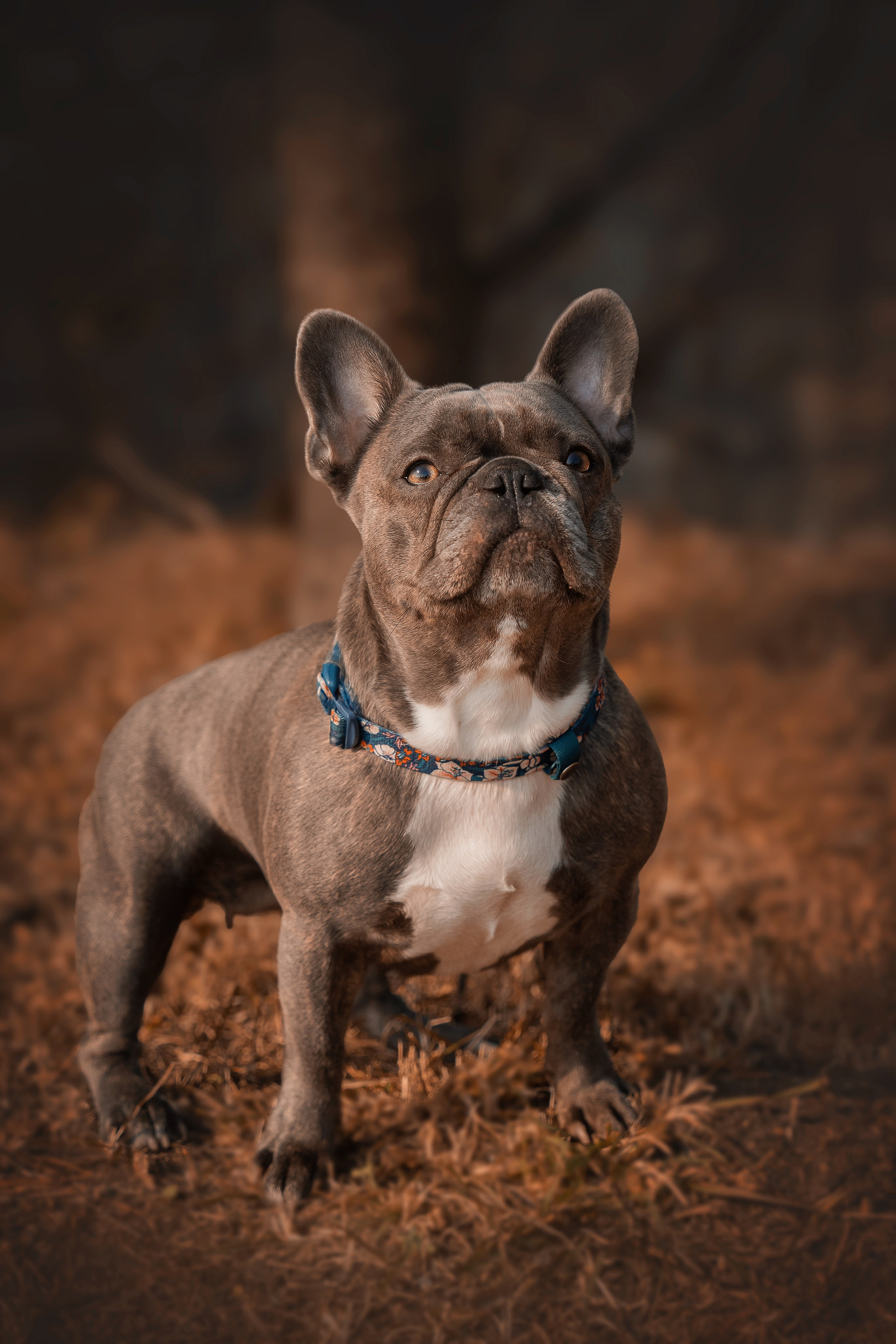 Семейный фотограф анималист г. Находка