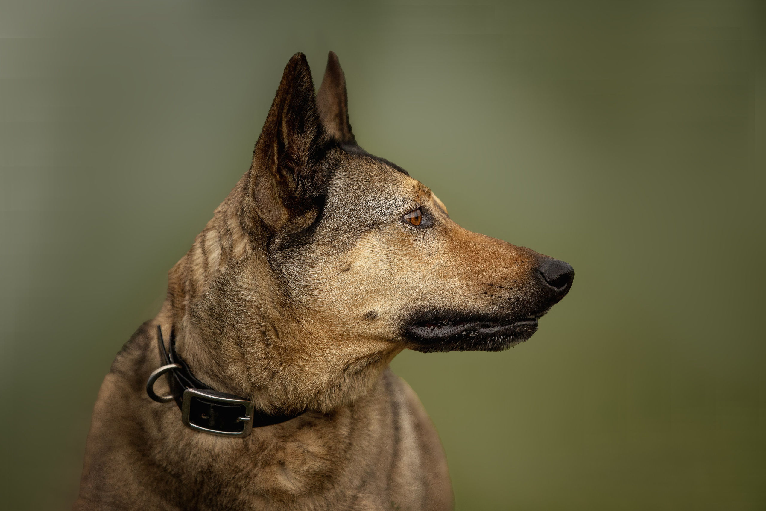 ИЩУТ ДОМ. Фотограф-анималист в Москве и Подмосковье
