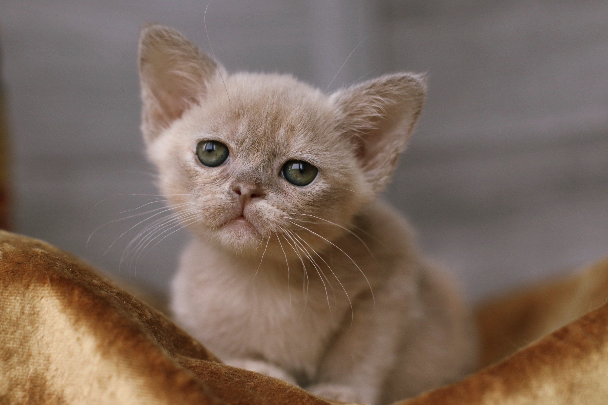 Питомник европейской бурмы BurLabella