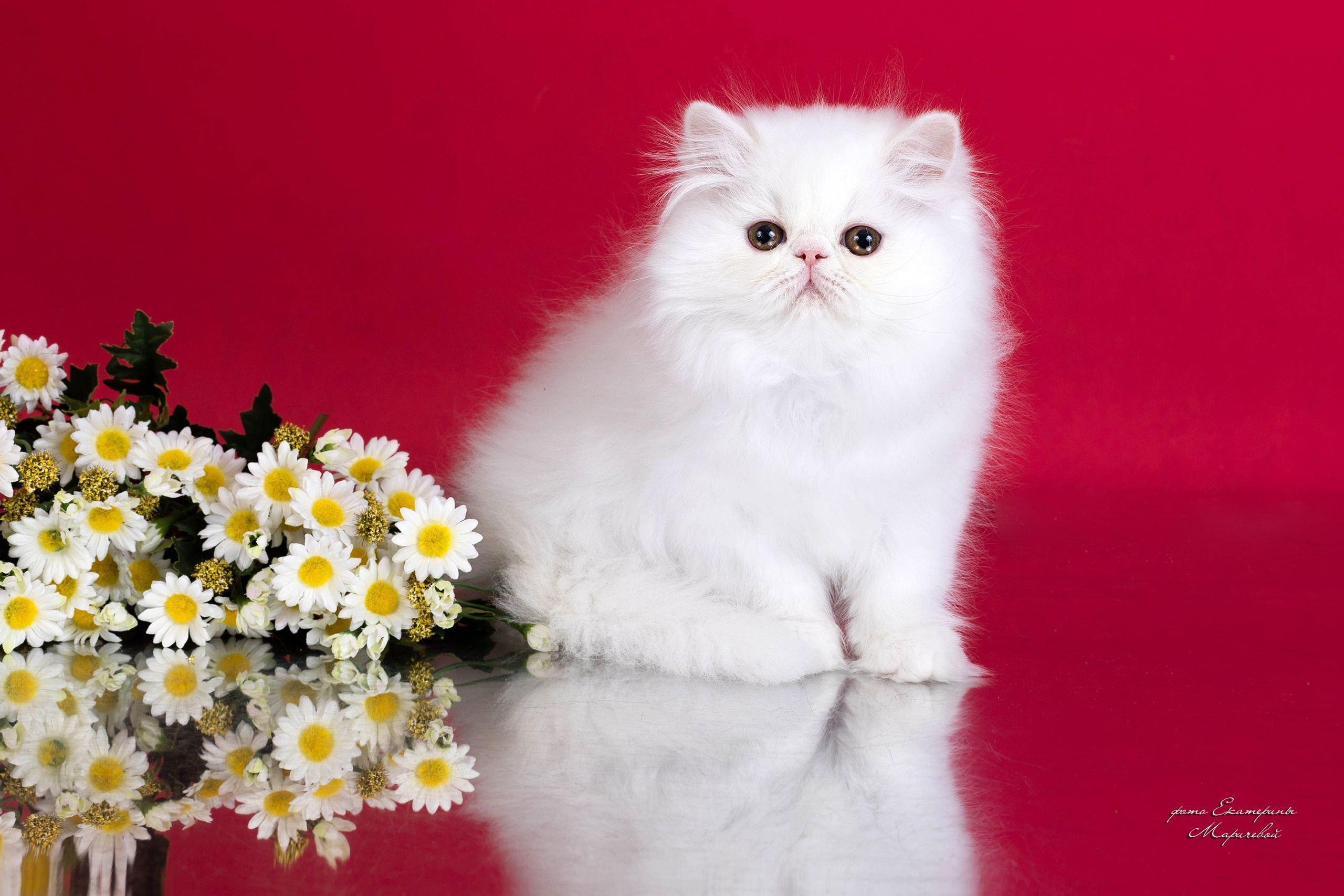 Студийная съёмка на моей территории. Фотограф-анималист в Омске Екатерина Маричева