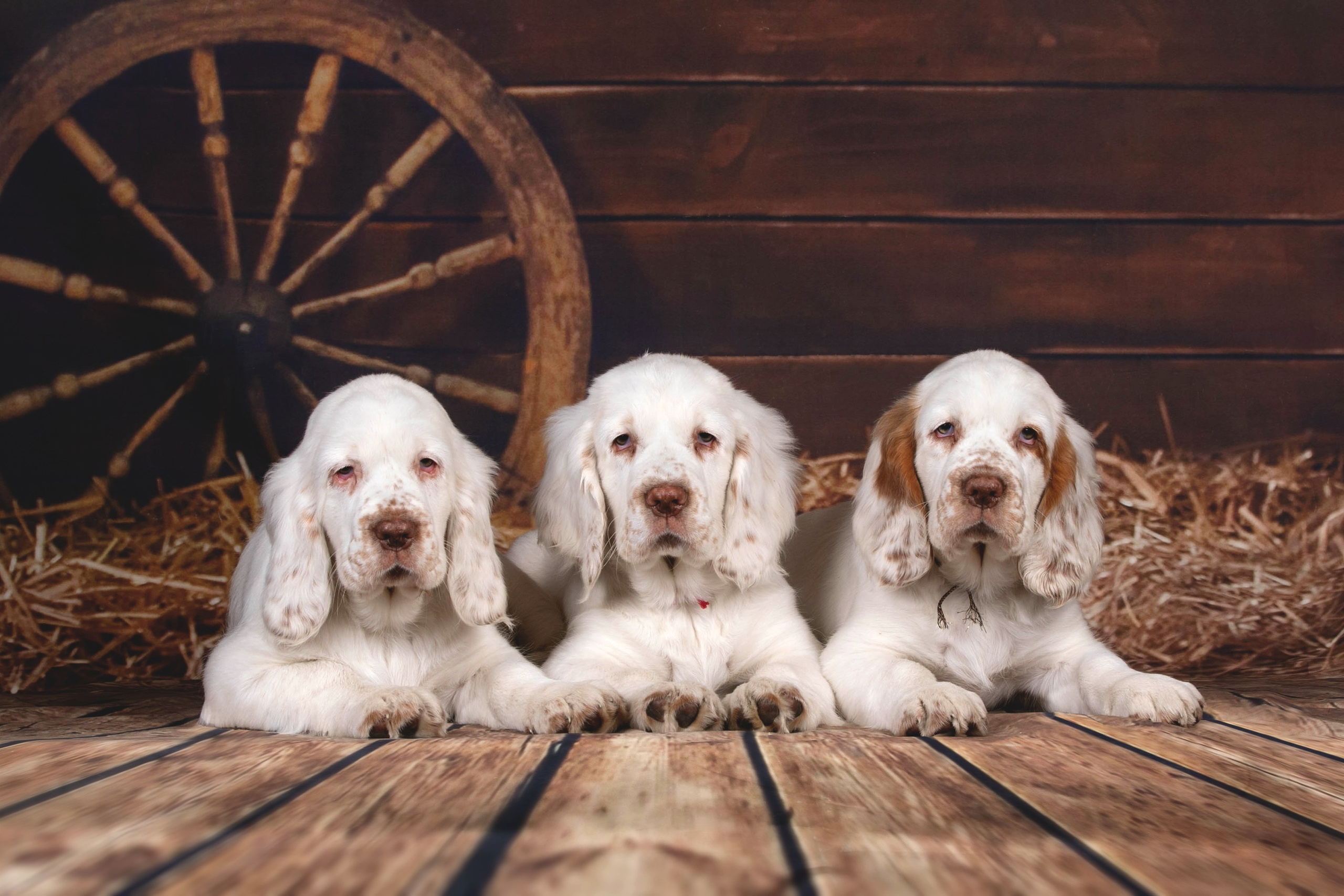 Фоны большого размера. Фотограф-анималист в Омске Екатерина Маричева