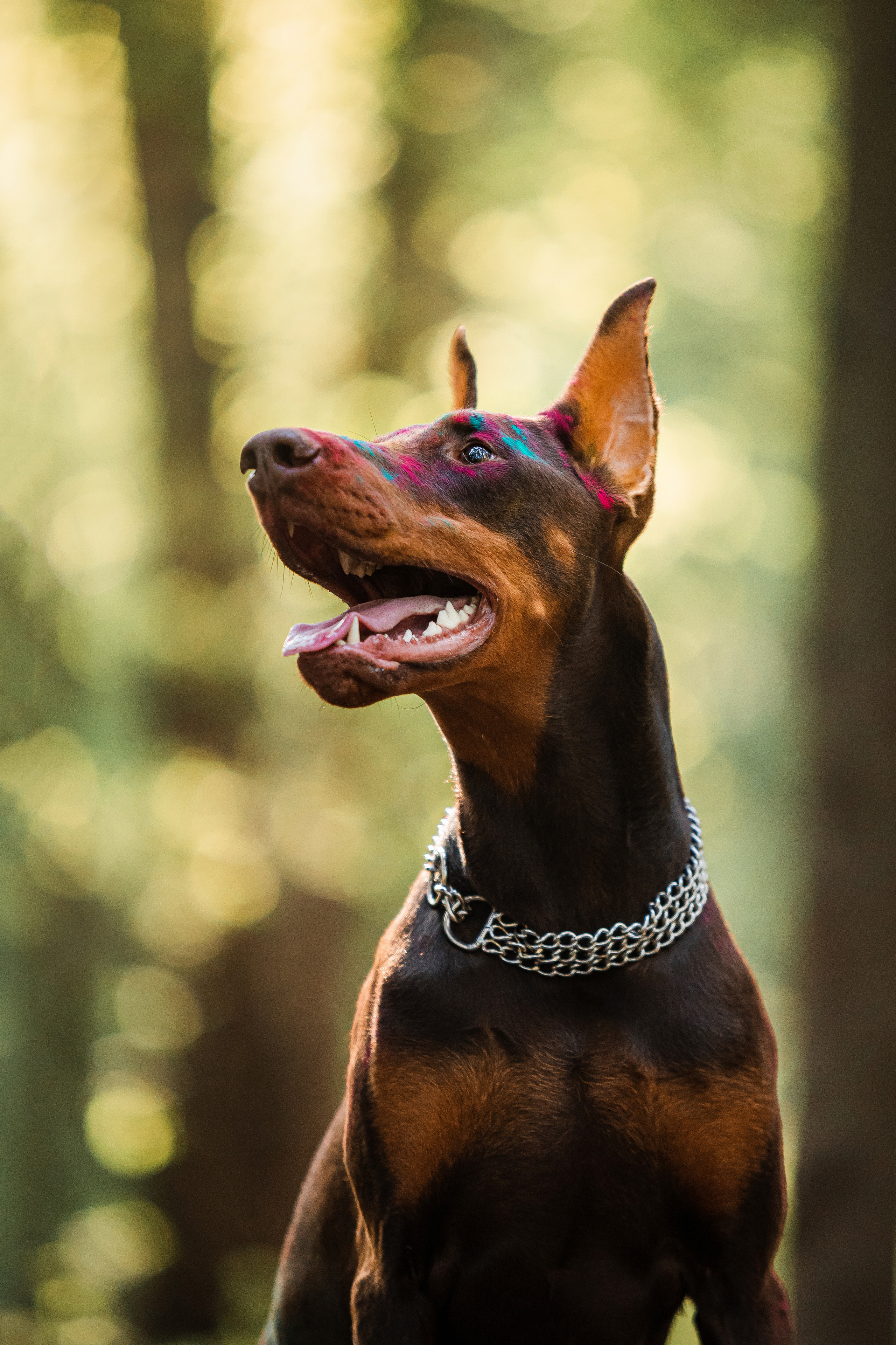 Фотосессия Элоди с красками холи