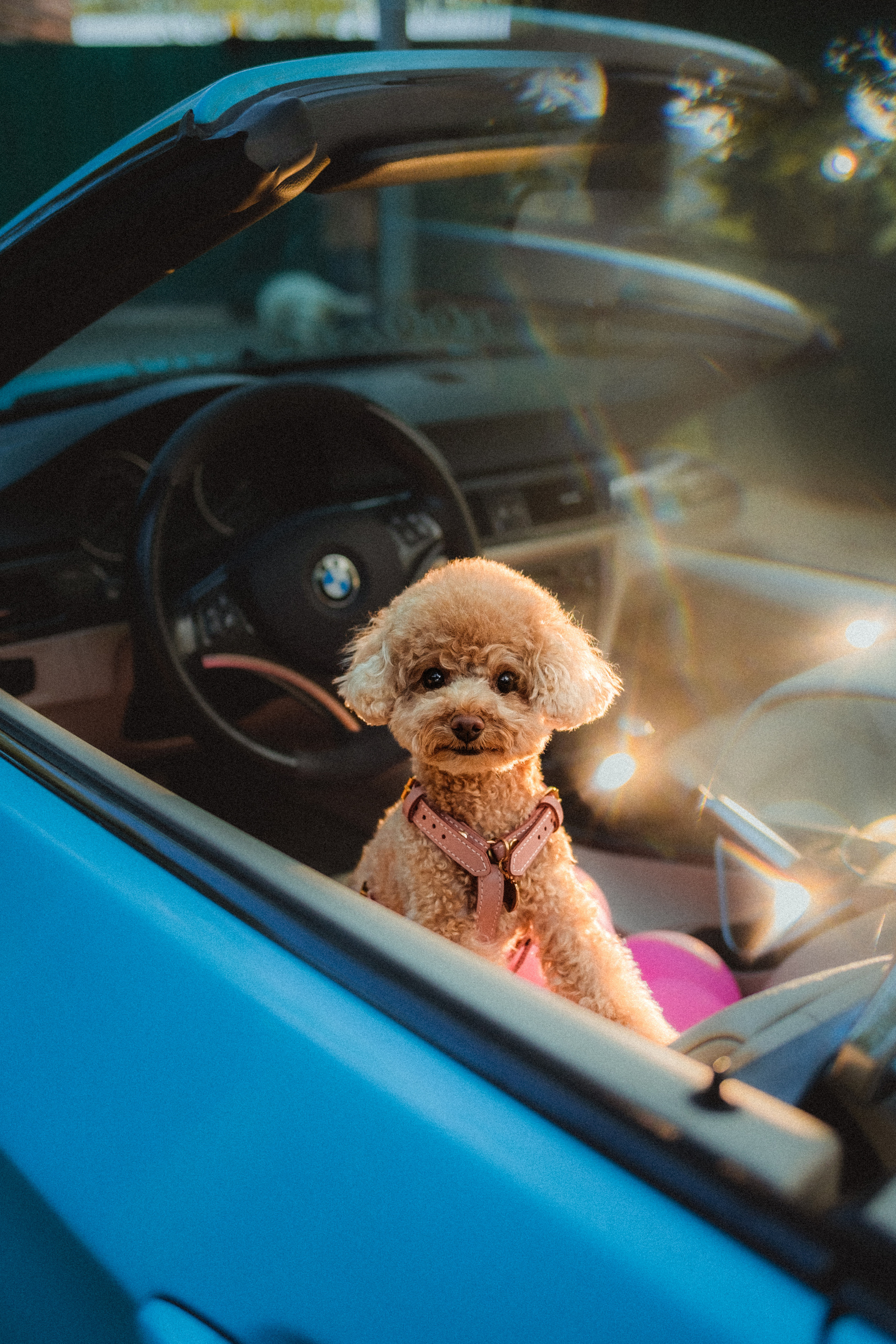 Даша и Глаша