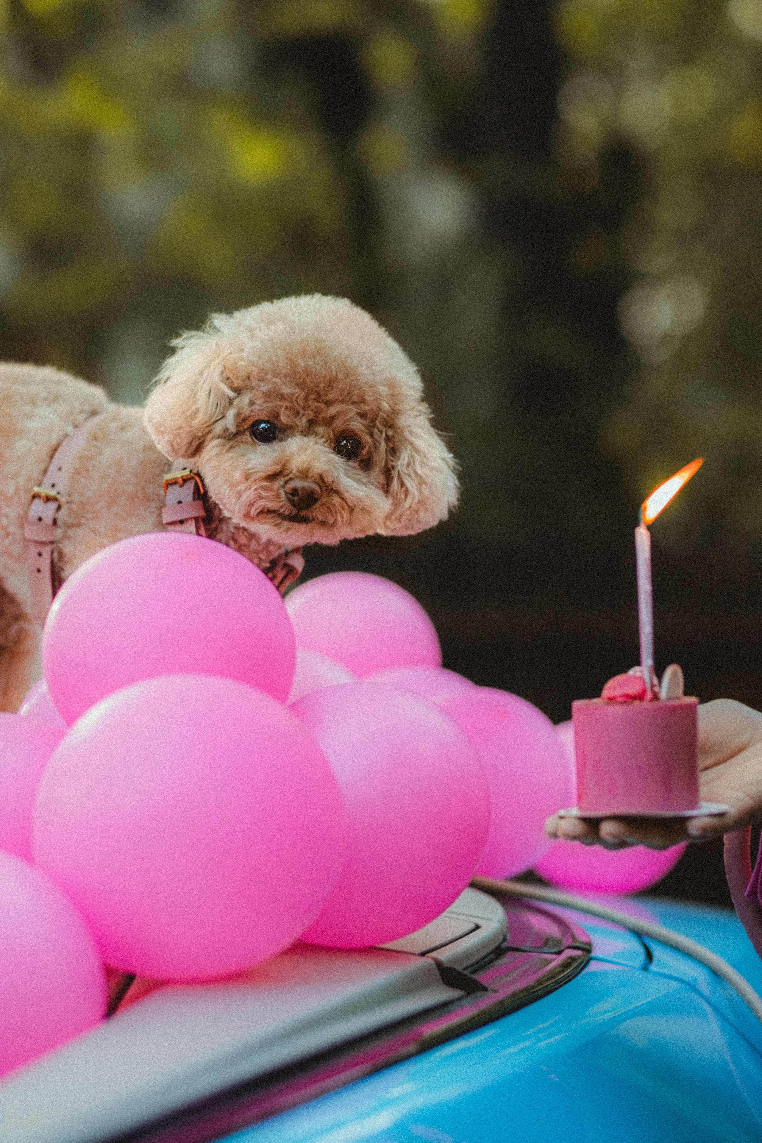 Даша и Глаша