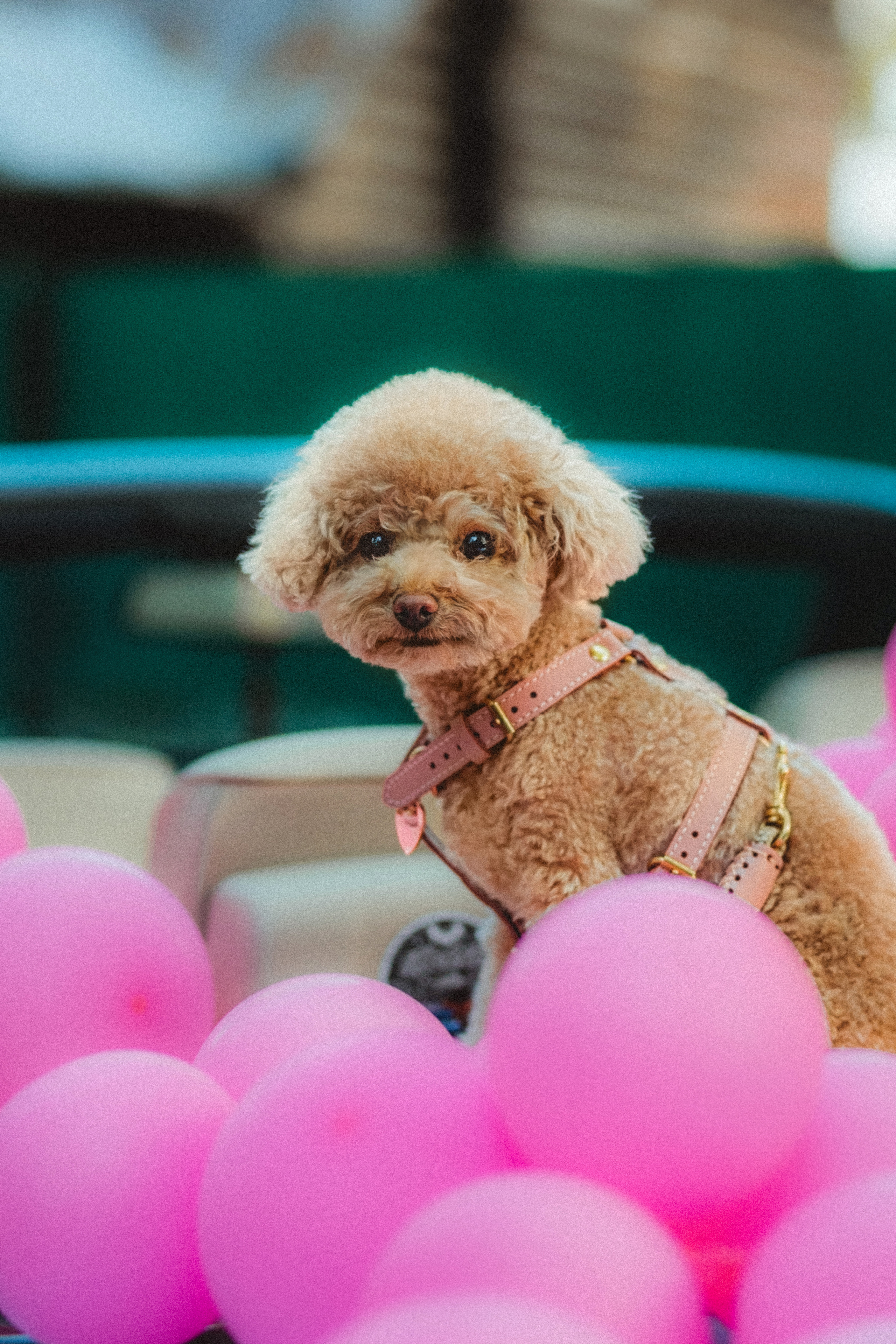 Даша и Глаша