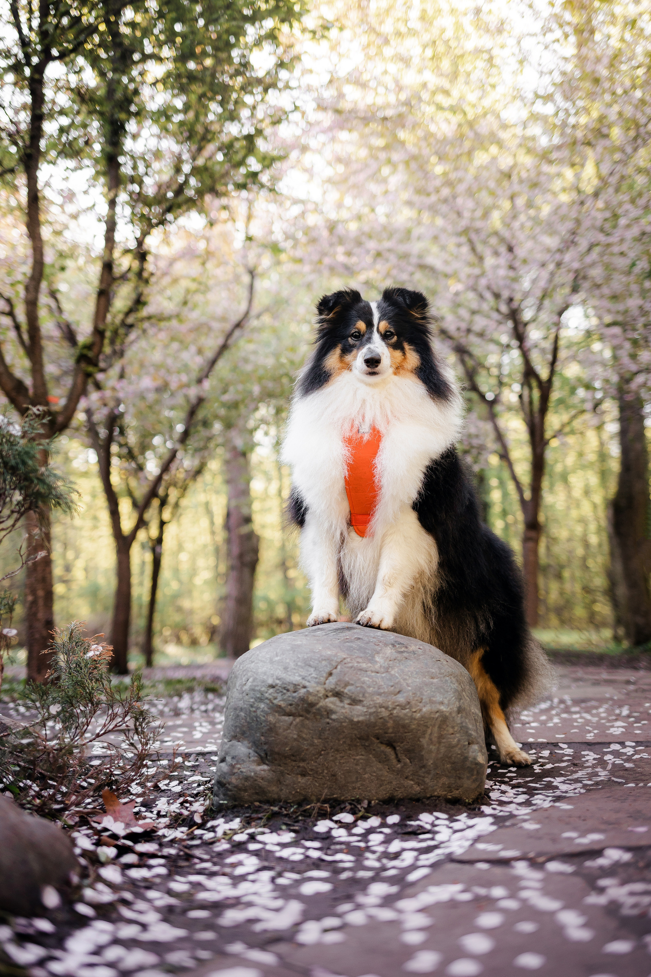 Ника и ее семья