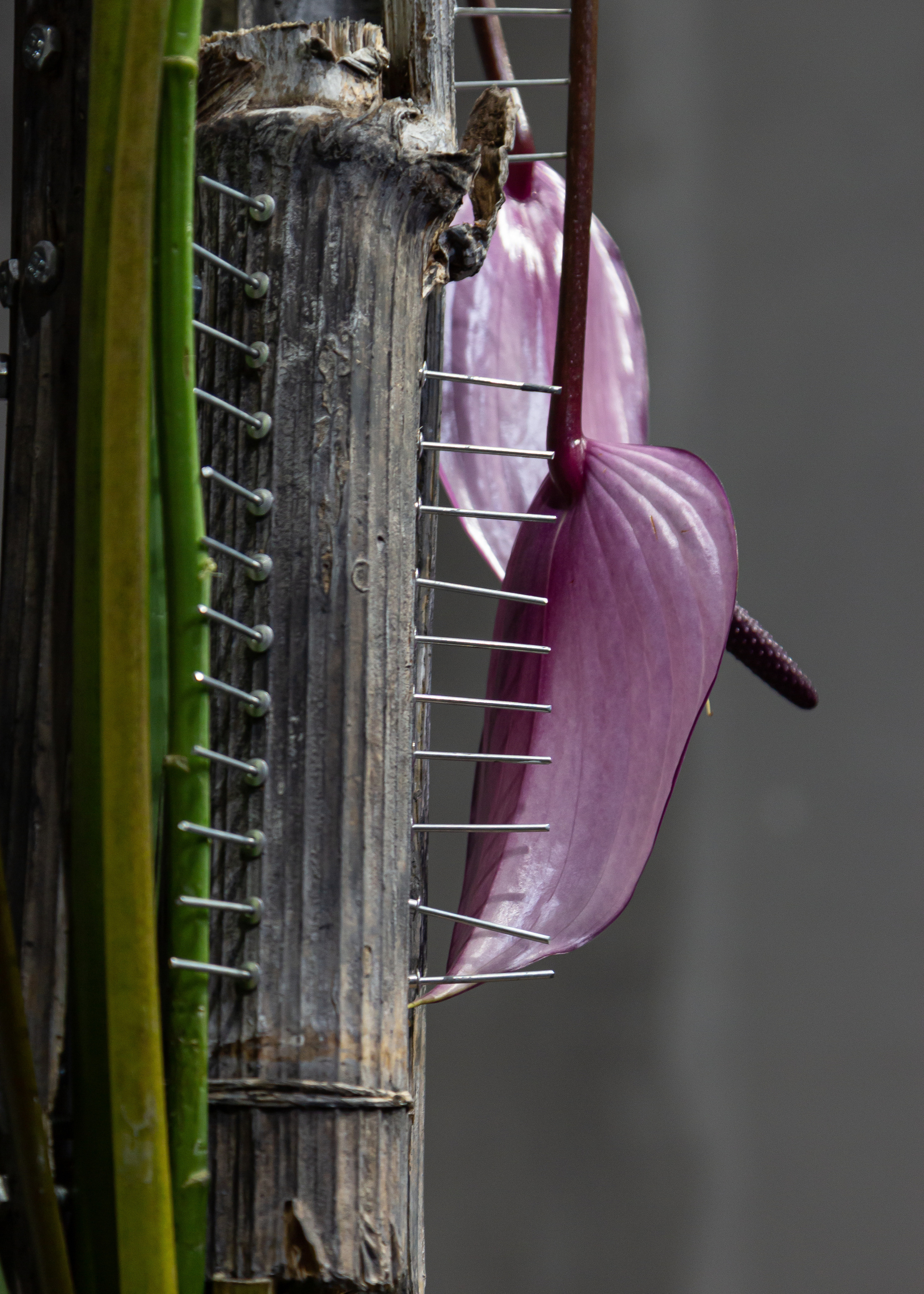 Мужские букеты. Maria Poleshchuk, commercial photographer in Sydney