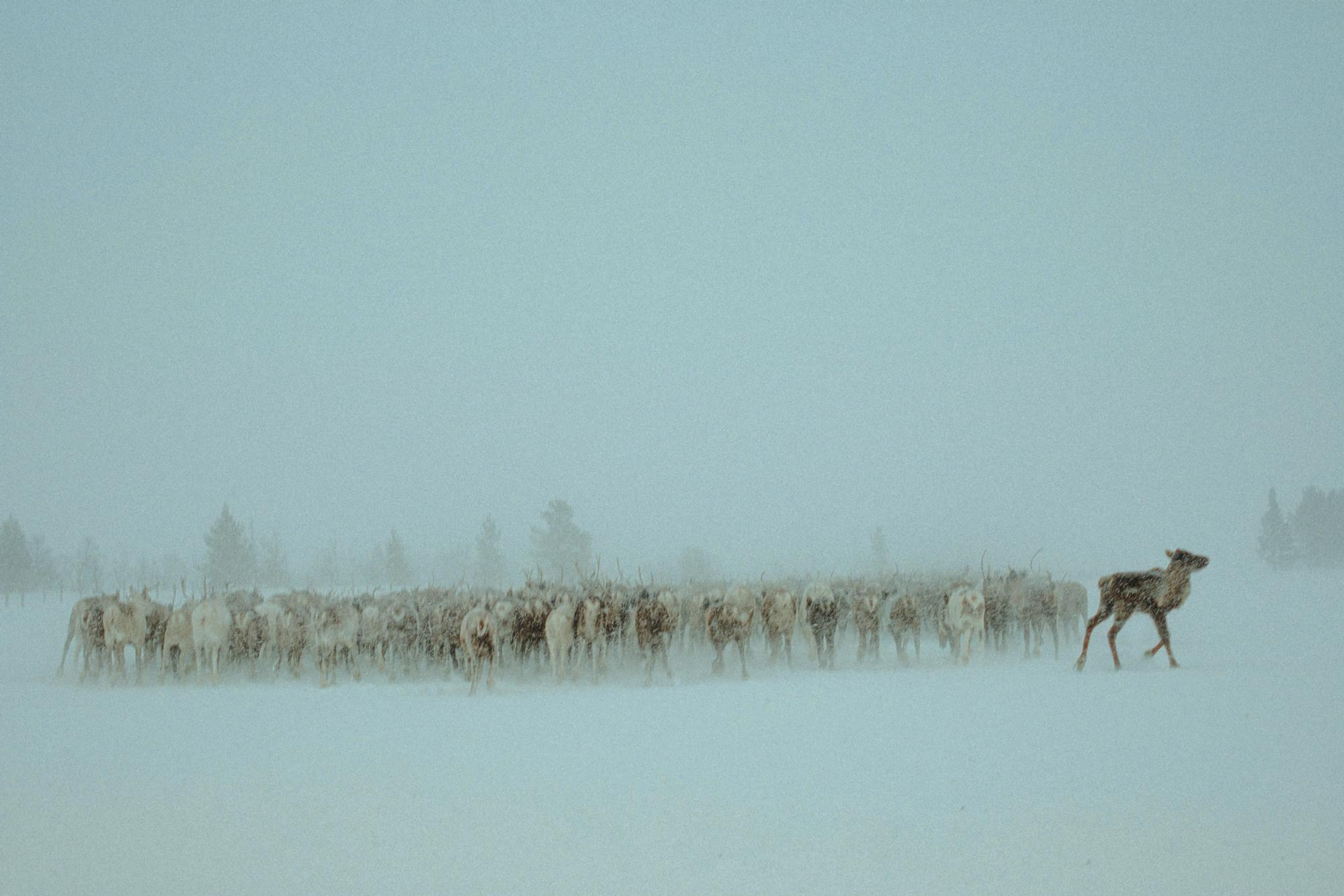 Кораль. Путешествие на север к оленям. TOP. Репортажный фотограф в Сочи — Михаил Мордасов