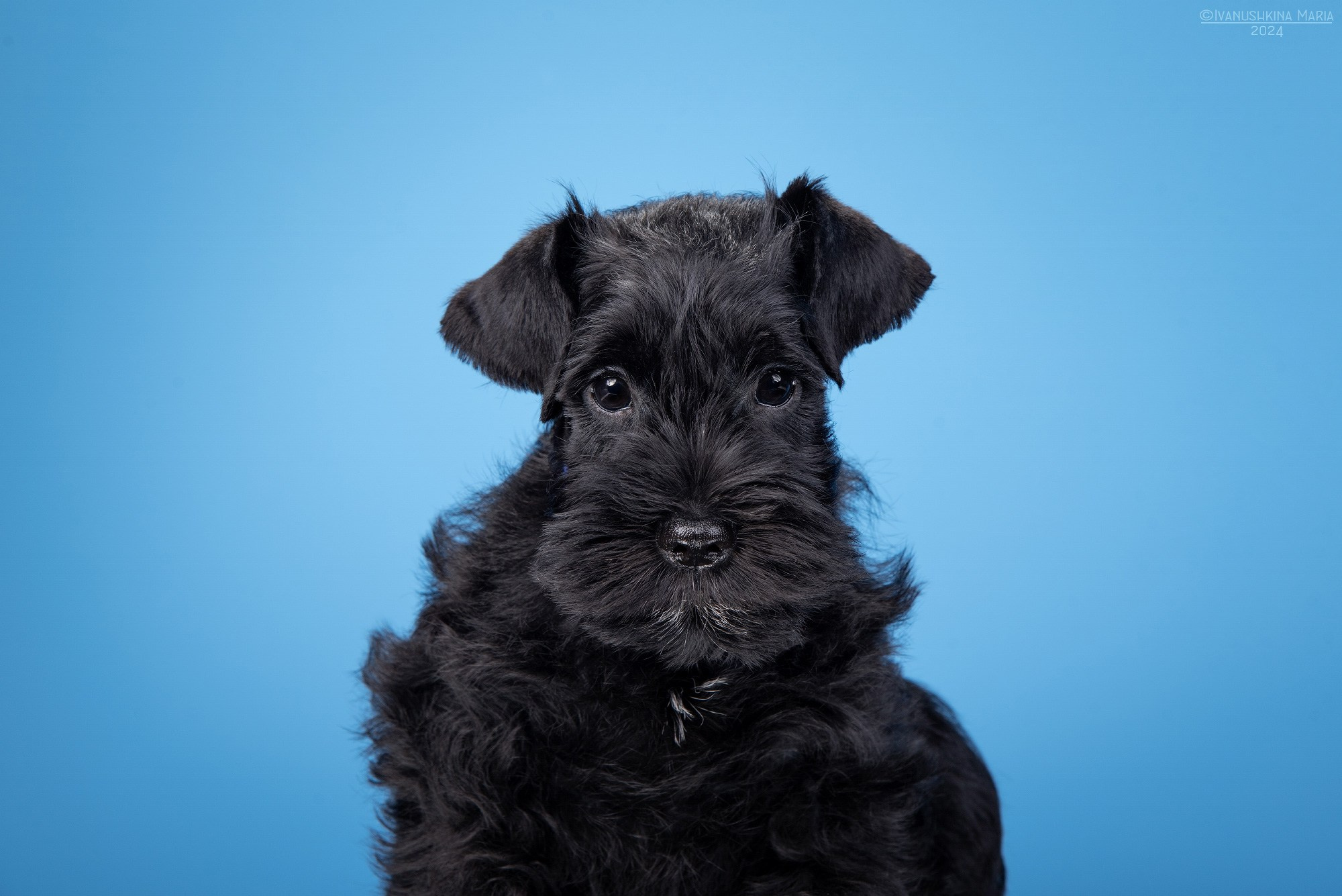 щенок цвергшнауцер