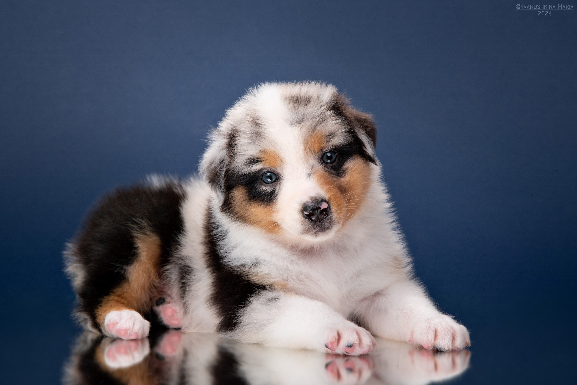Фотосессия щенков на фонах. Фотограф собак в Москве и Московской области Иванушкина Мария