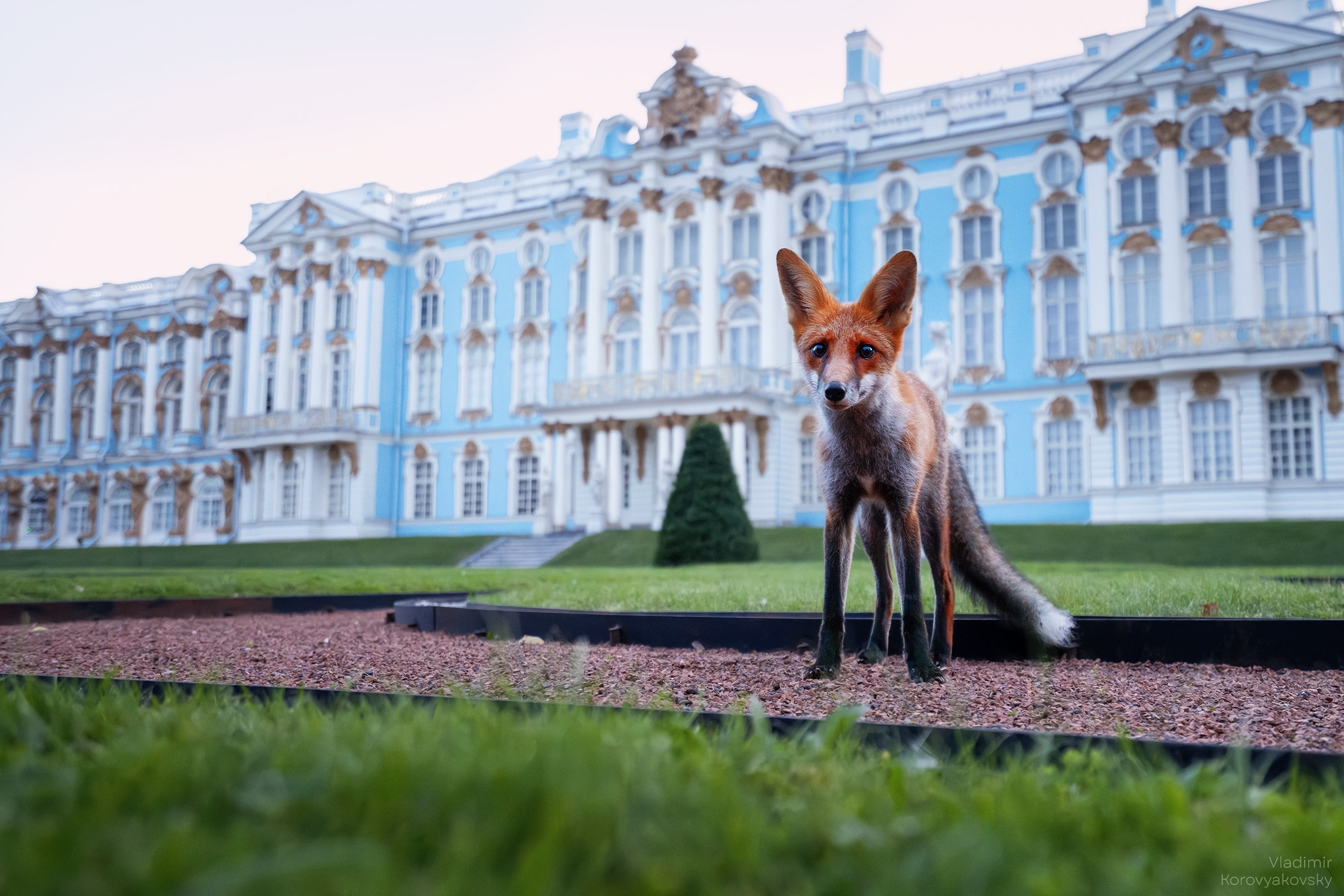 Животные. Фотограф Владимир Коровяковский
