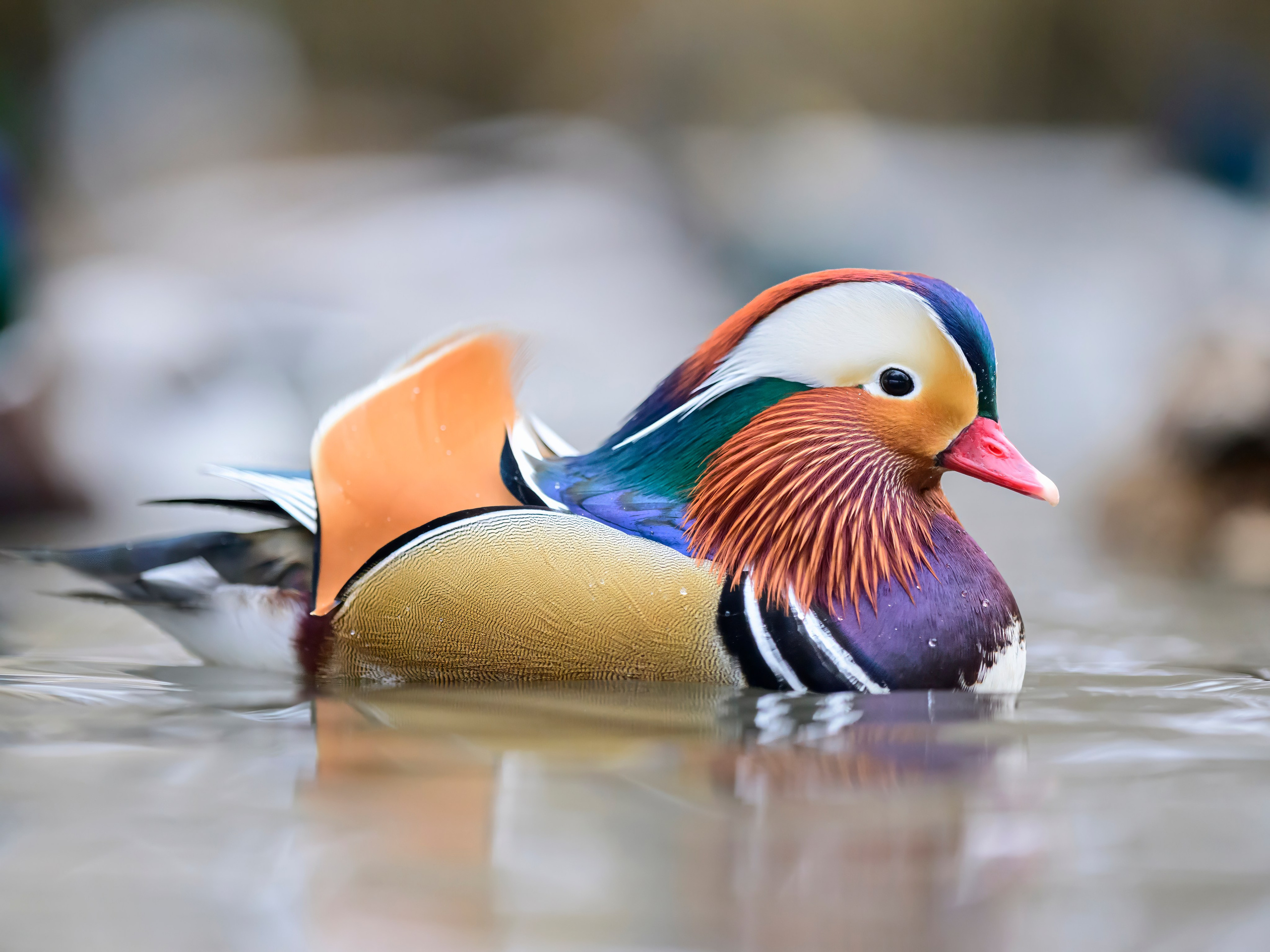 Мандаринки Mandarin ducks. Wildlife photography by Sergey Puponin