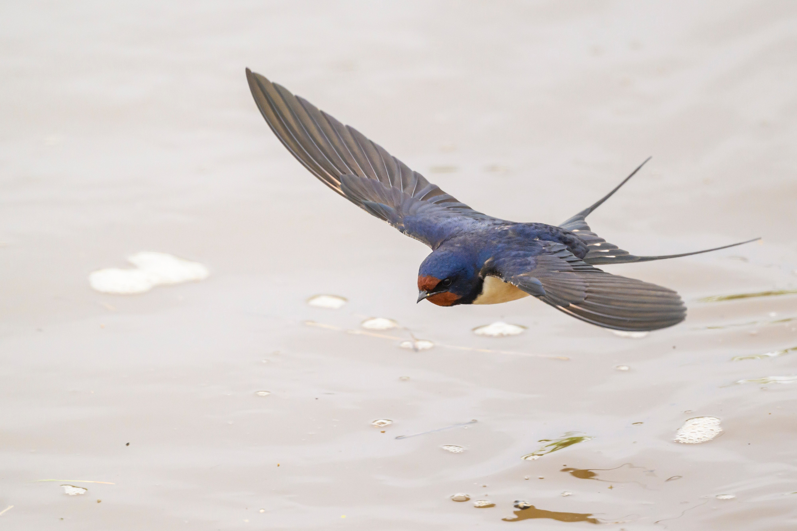 Снегопад. Wildlife photography by Sergey Puponin