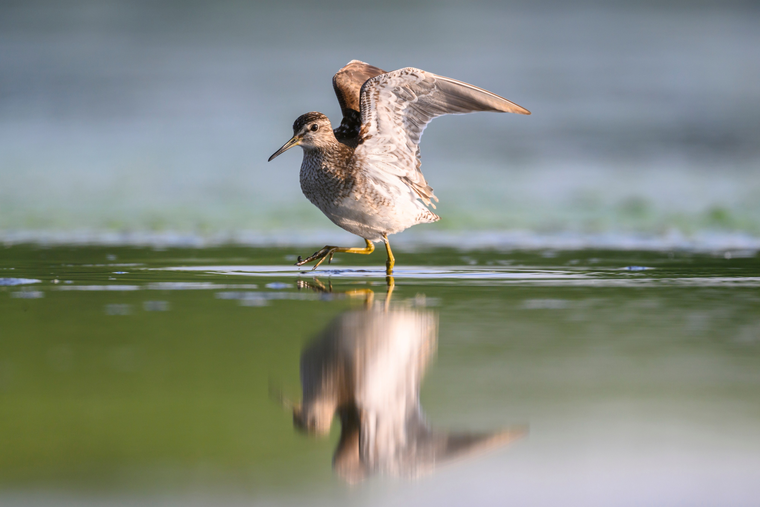 Поручейники и щеголь. Wildlife photography by Sergey Puponin