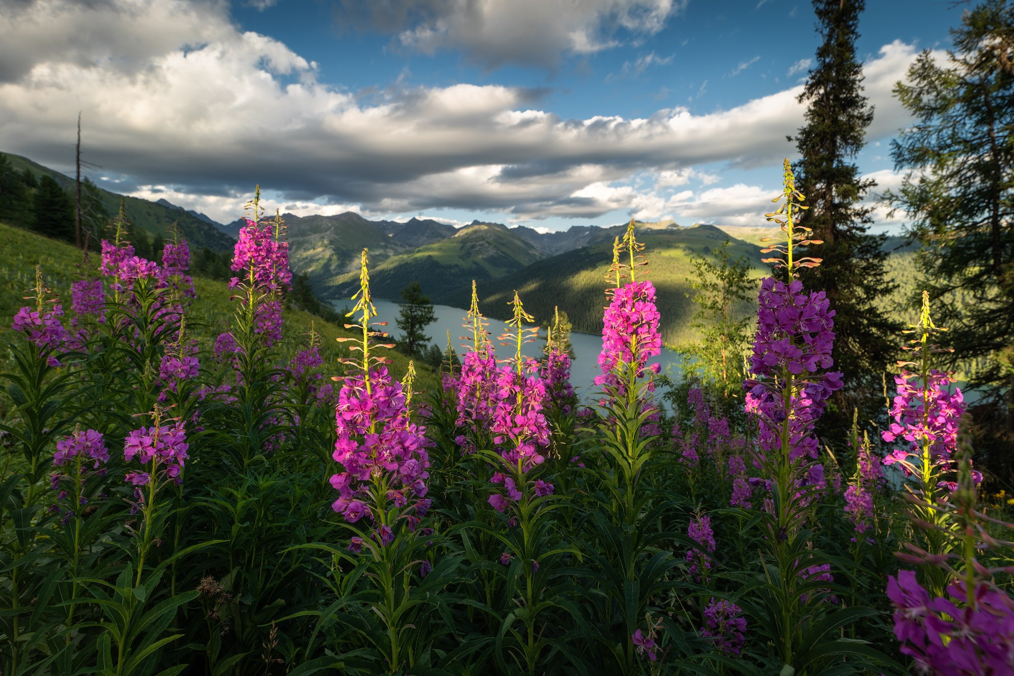 Лето в Горном Алтае. Профессиональный пейзажный фотограф Алёна Рубан