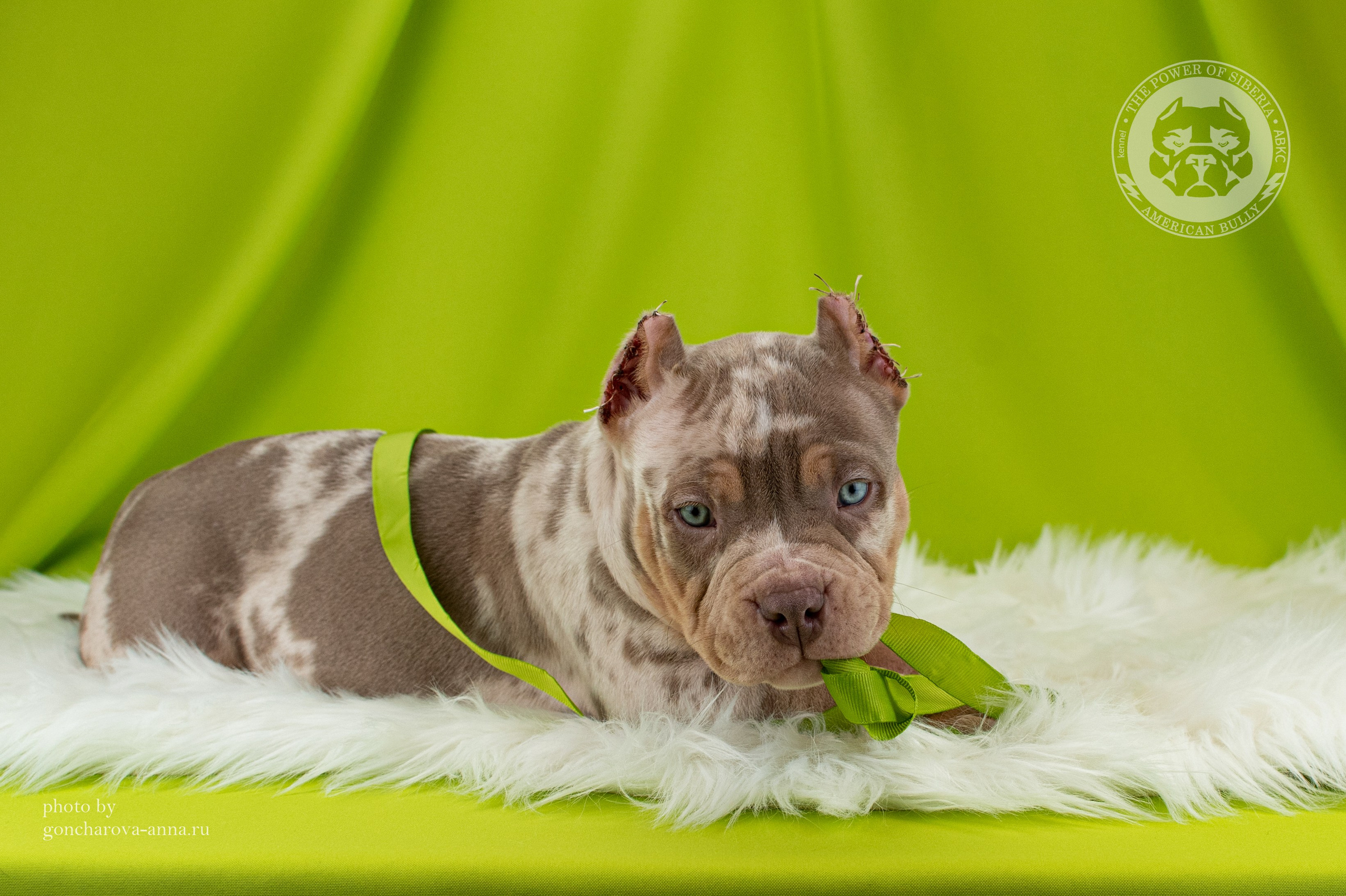 кобель на вязку Американский булли в Омске