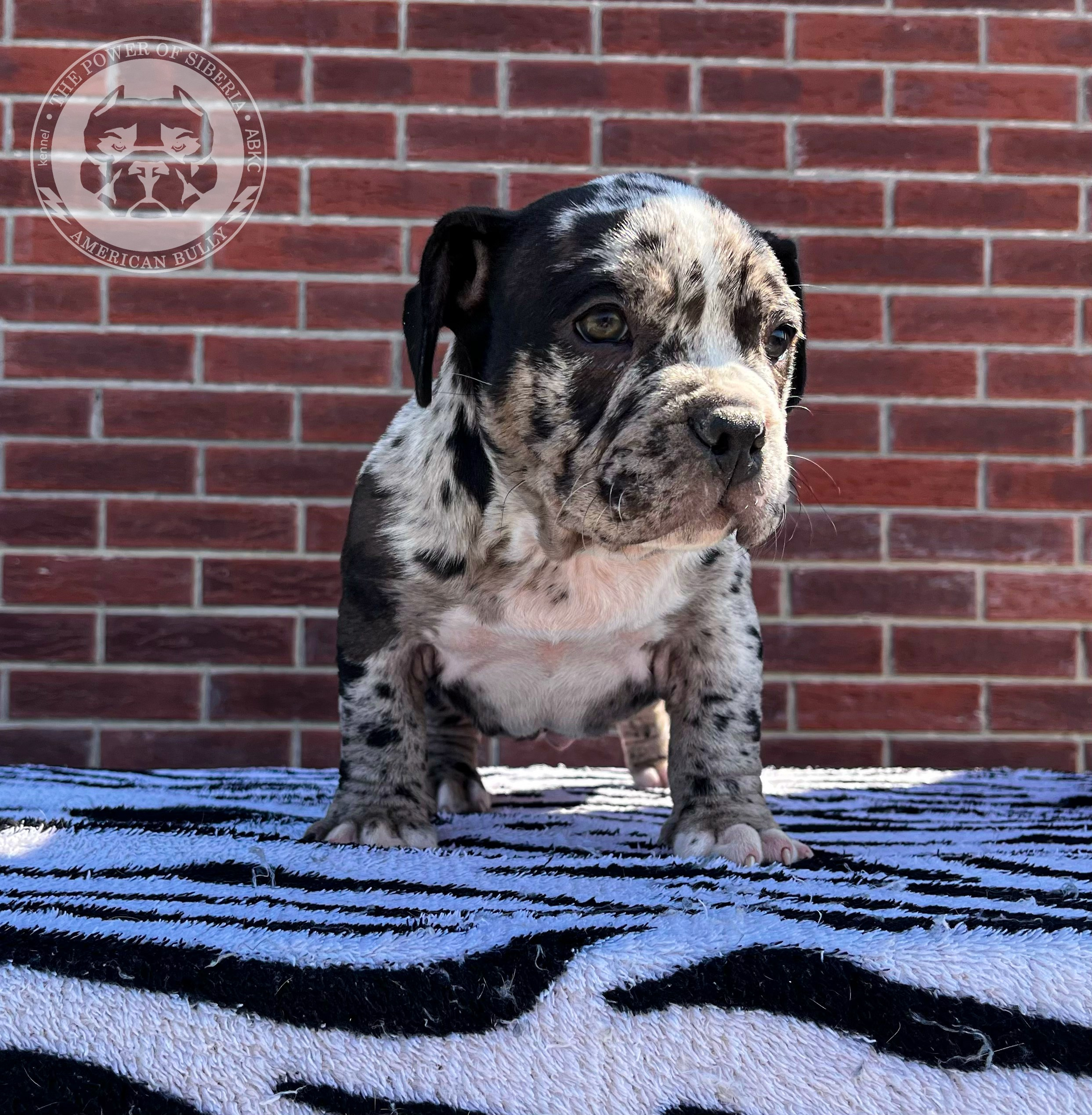 Помет Каспер и Асти. 13.04.25. Американский Булли в г. Ростов-на-Дону. Питомник THE POWER OF SIBERIA