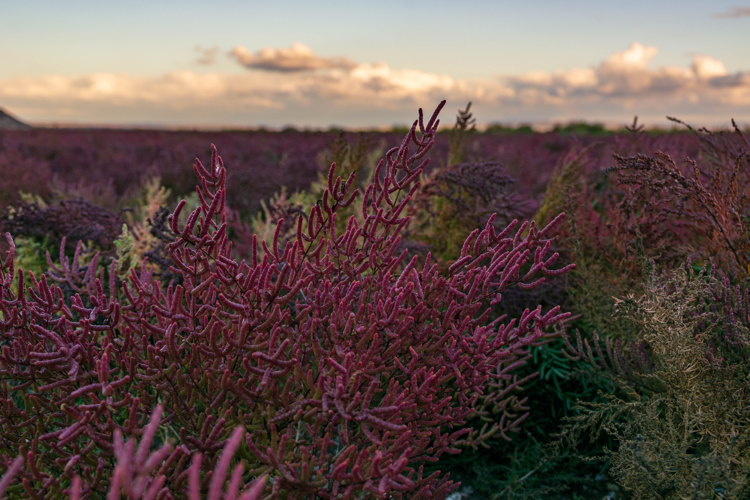 Марсианское поле. Елена Волкова семейный фотограф в станице Гостагаевской города-курорта Анапа