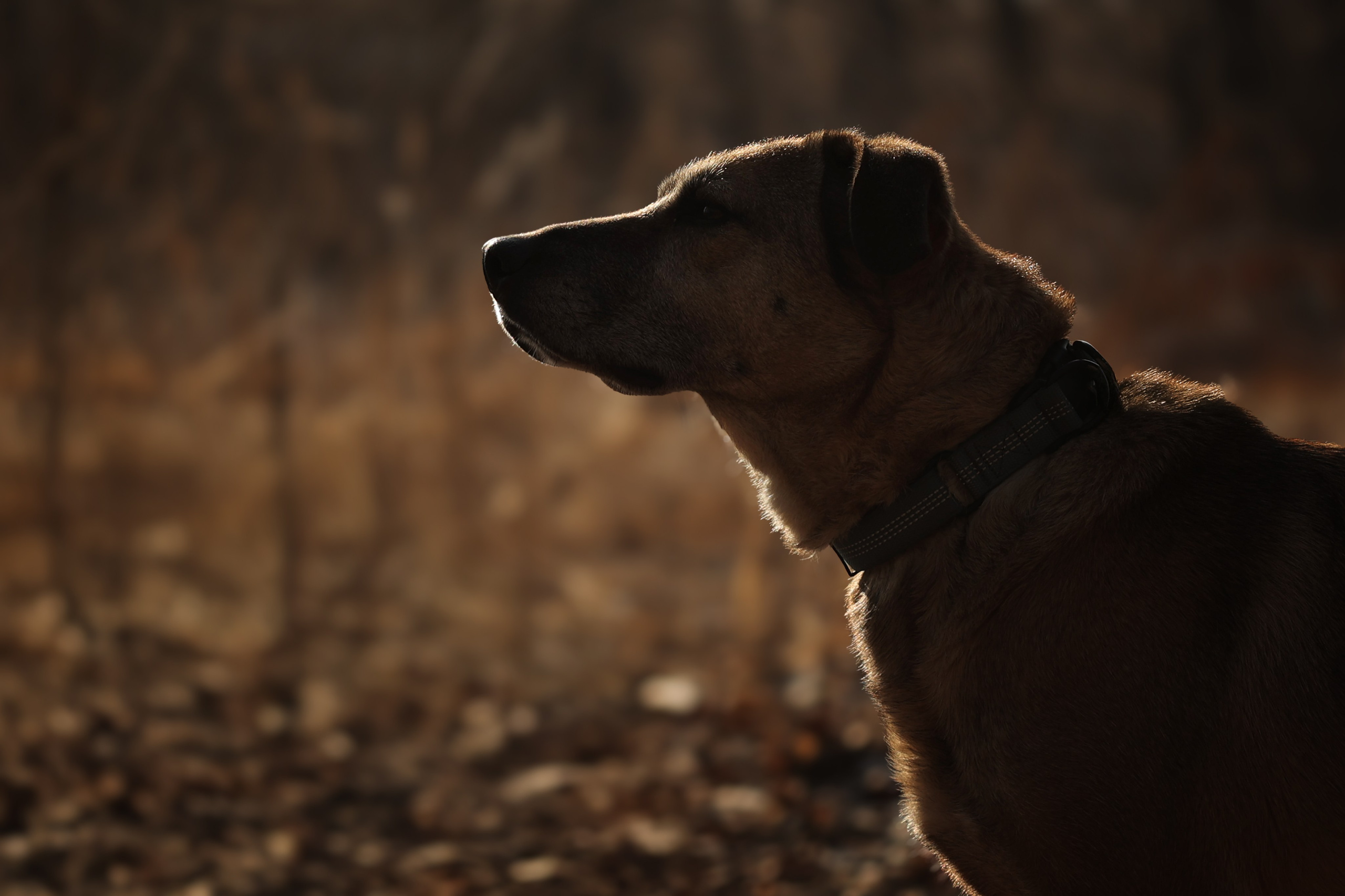ИЩУТ ДОМ. Фотограф-анималист в Москве и Подмосковье