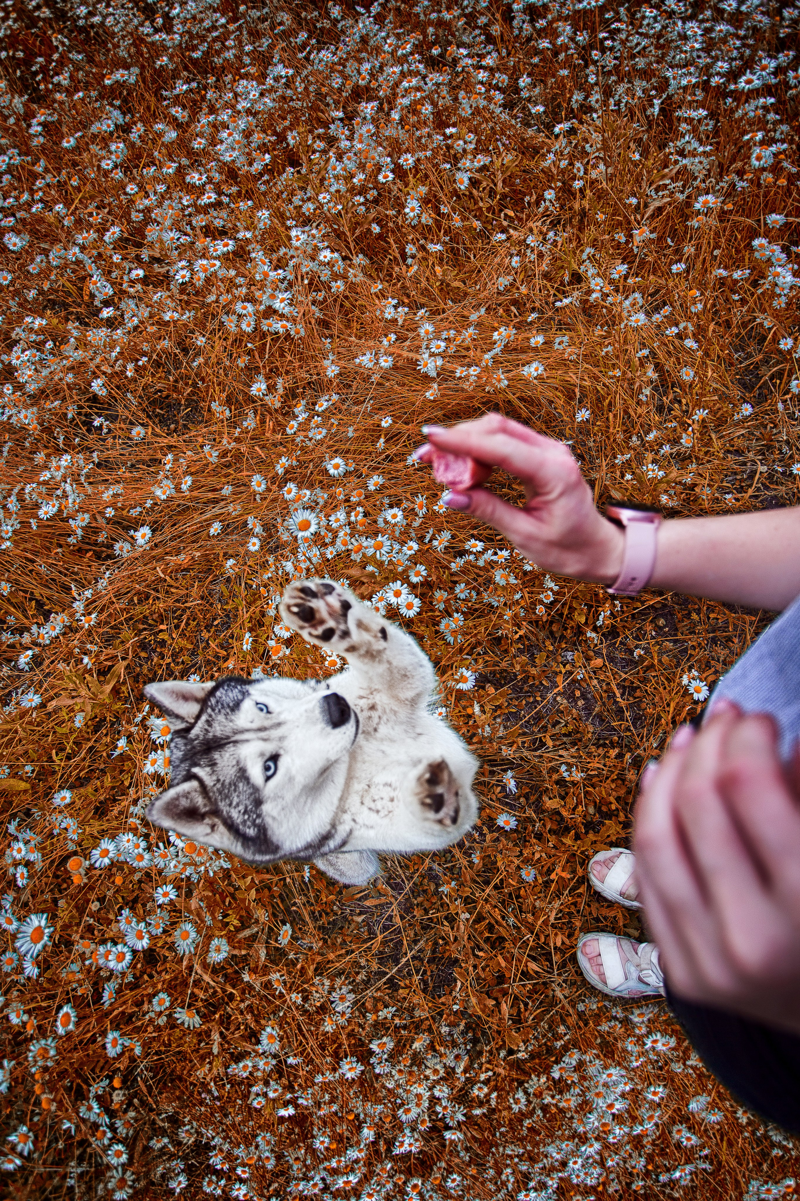 Собаки питомника Bueno Pardo. Питомник собак Акита, Хаски, Корги
