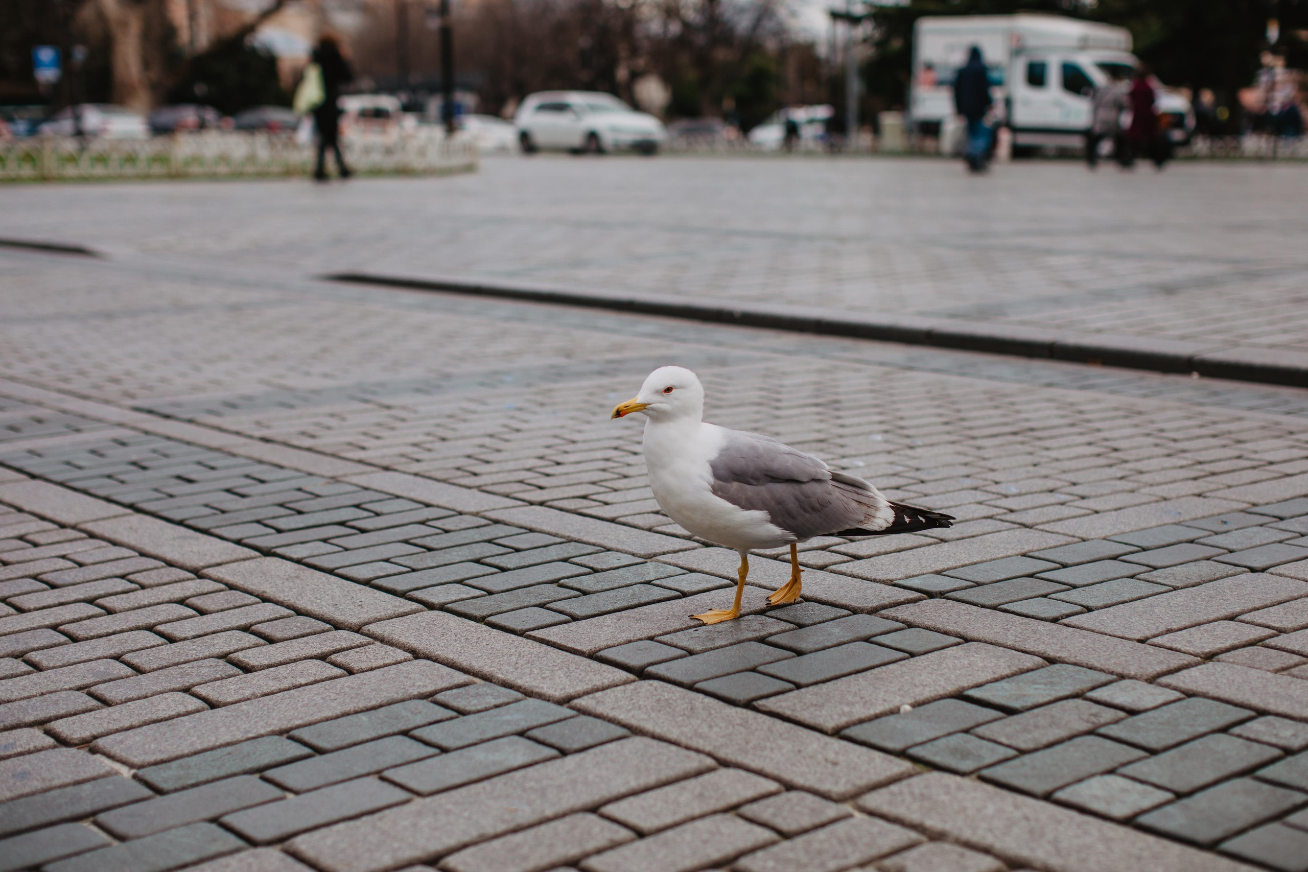 Фотопрогулка по улицам Стамбула. Свадебный и семейный фотограф Тюмень Ева Рейман