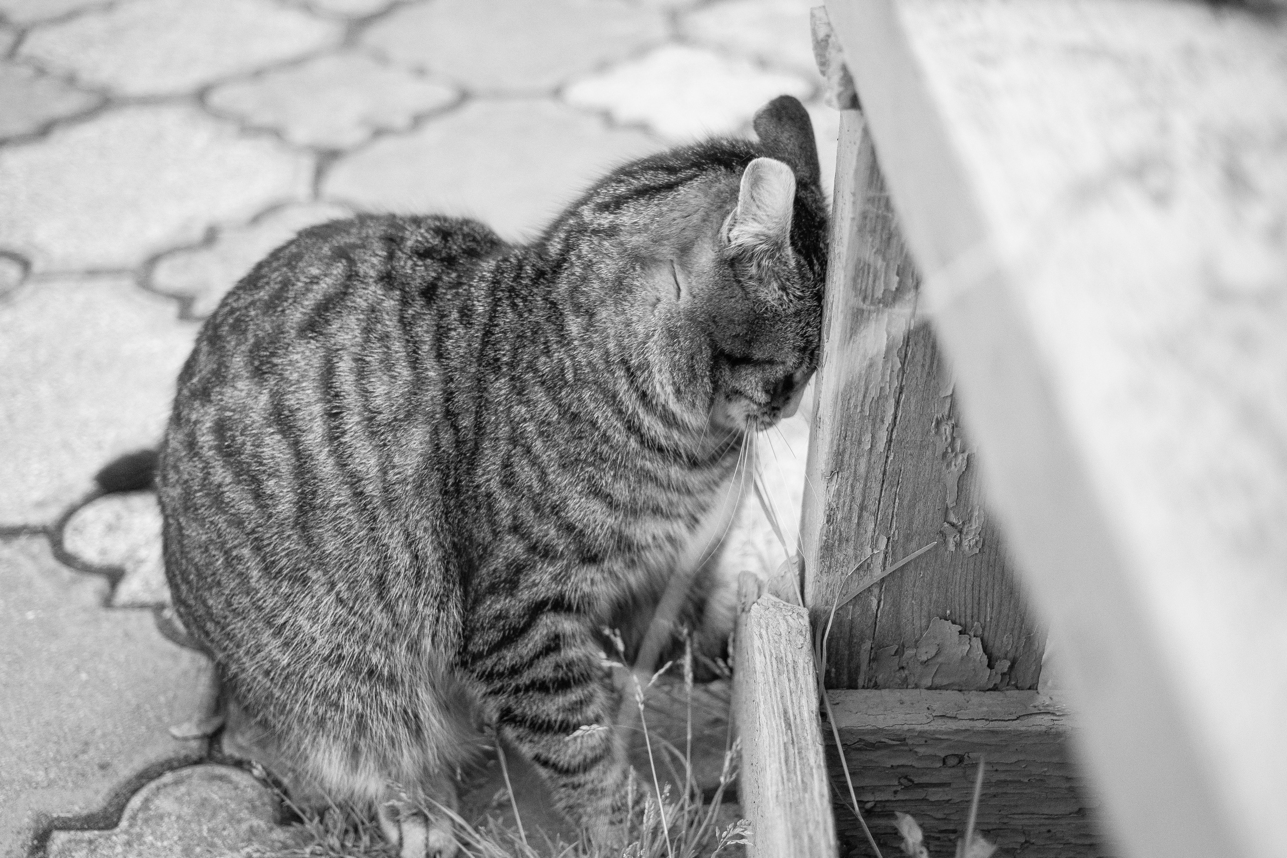 Улицы Люди на улицах Природа Животные — фотограф Оля Волчкова