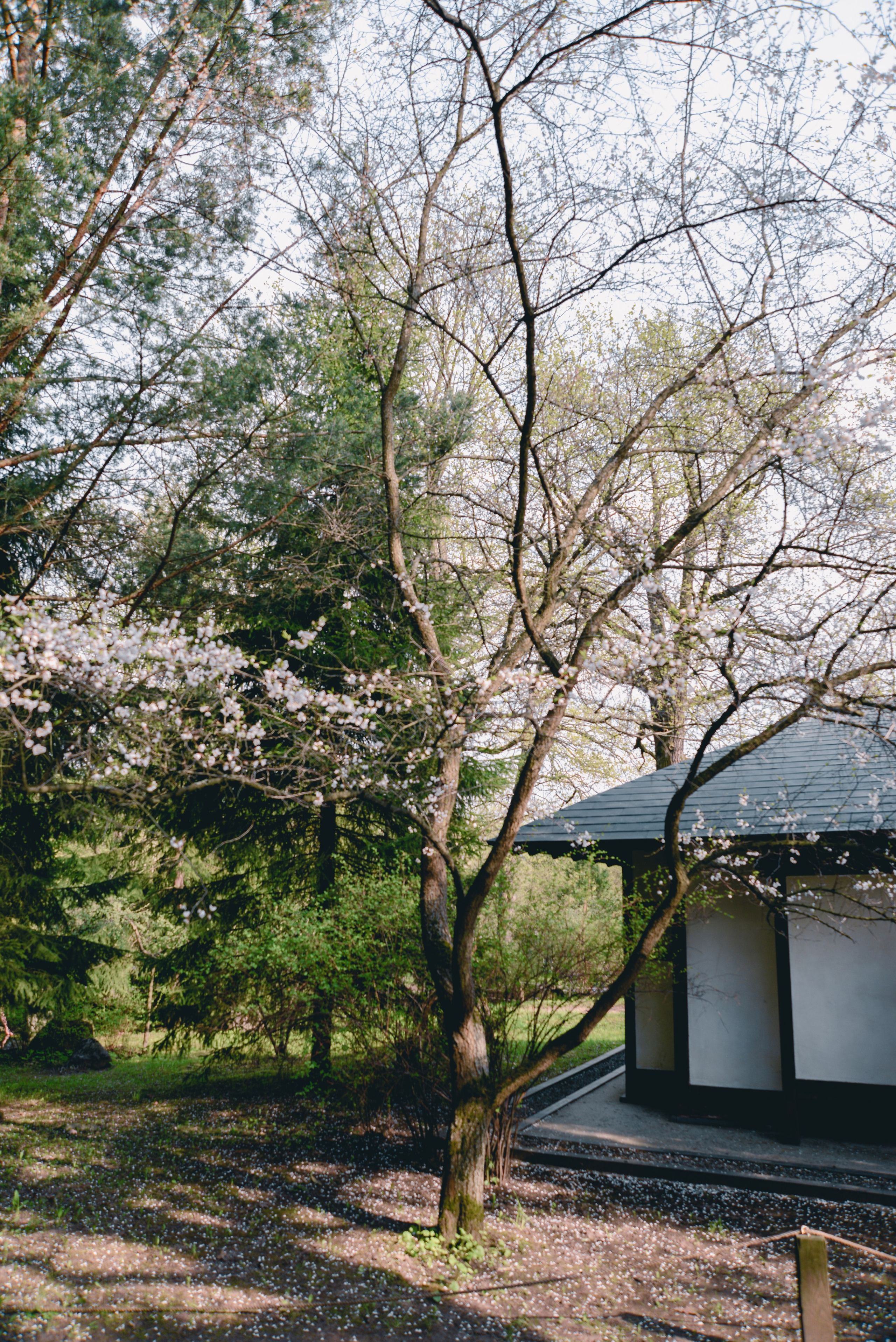 Японский сад, цветение сакуры в московском ботаническом саду весной. Красота, эстетика фотографии. Японская сакура, ботанический сад Цицина.