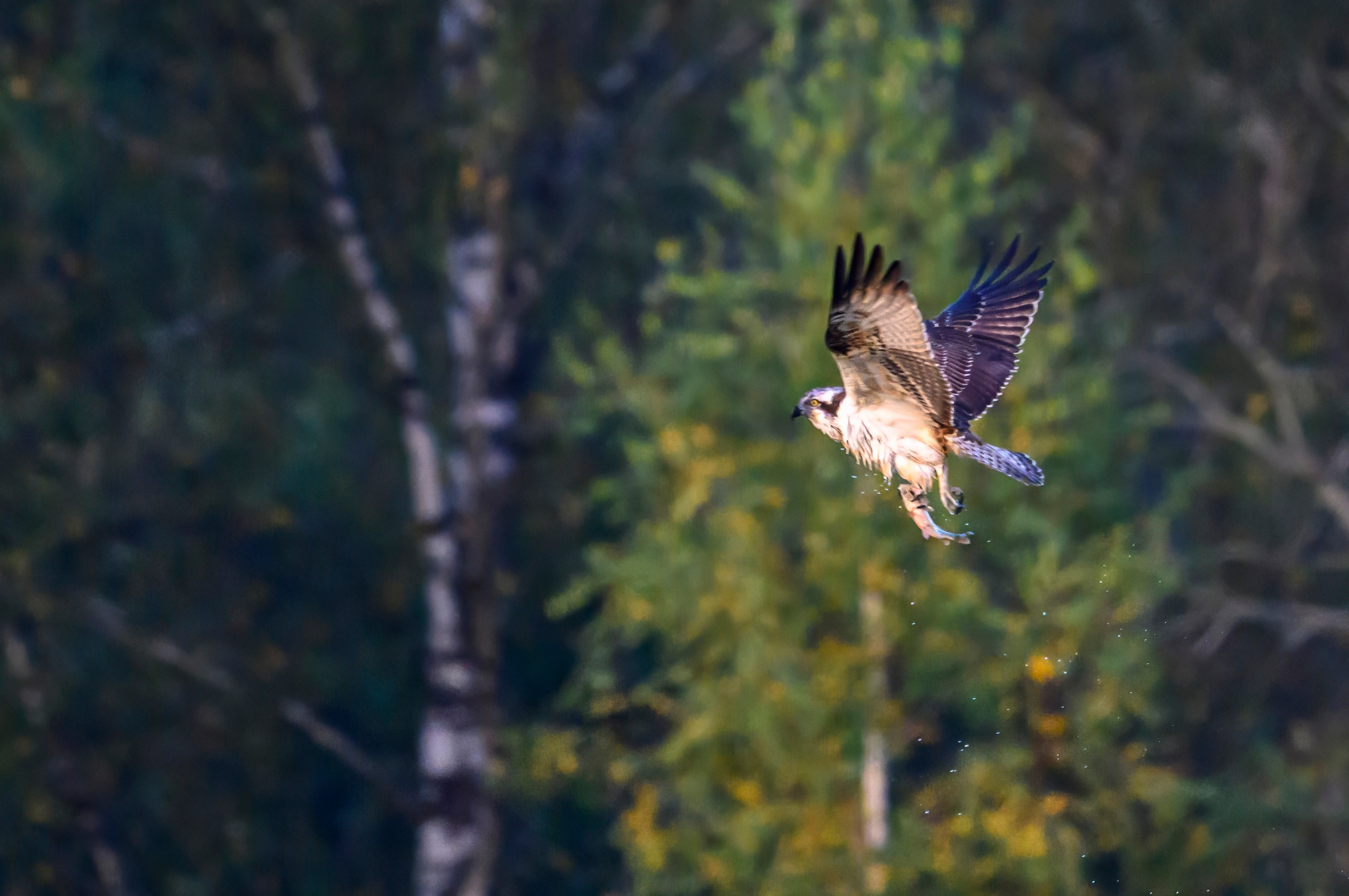 Скопа и канюк. The Osprey and the Buzzard. Фотограф Сергей Пупонин