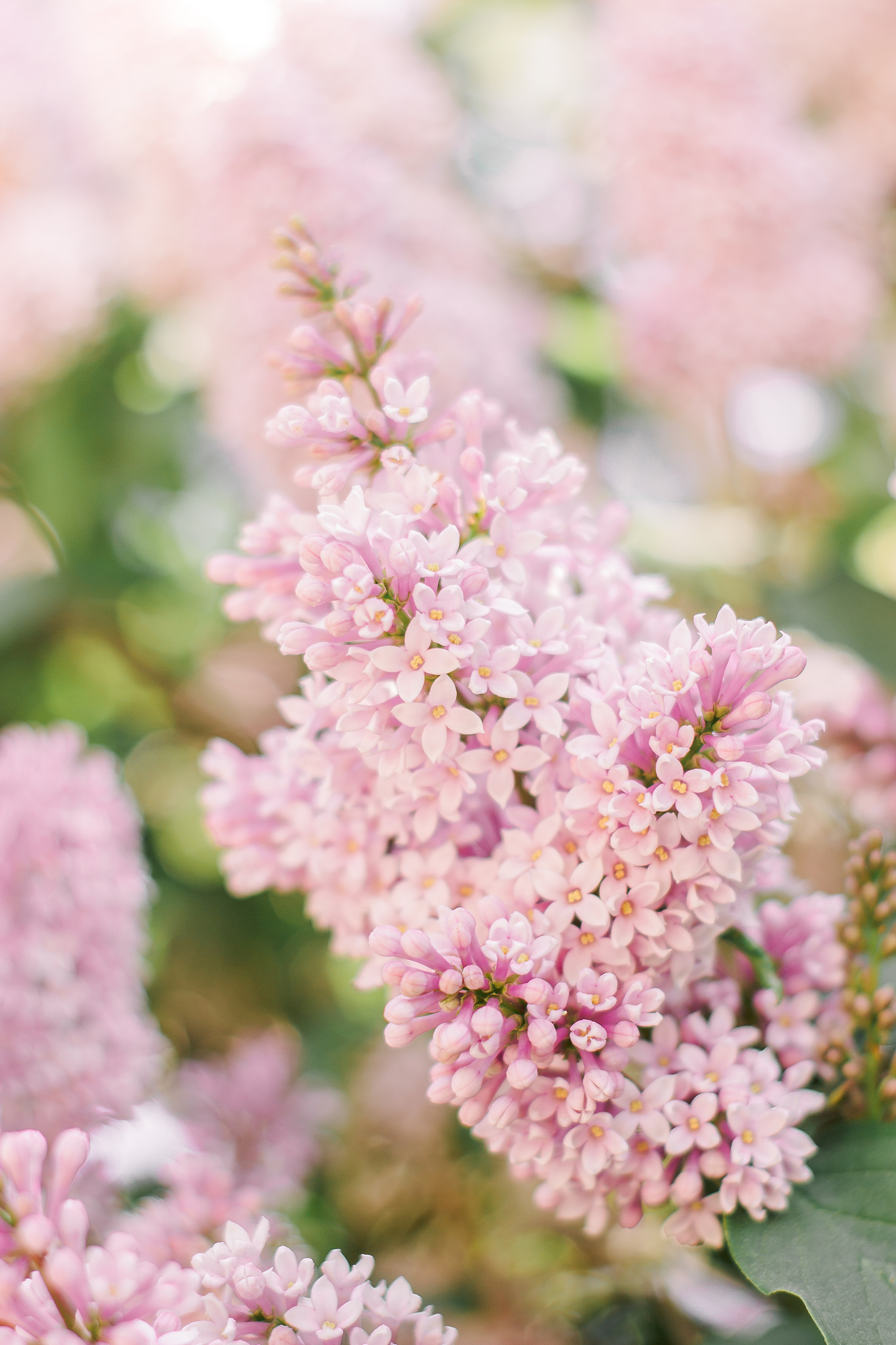 Сирень крупным планом