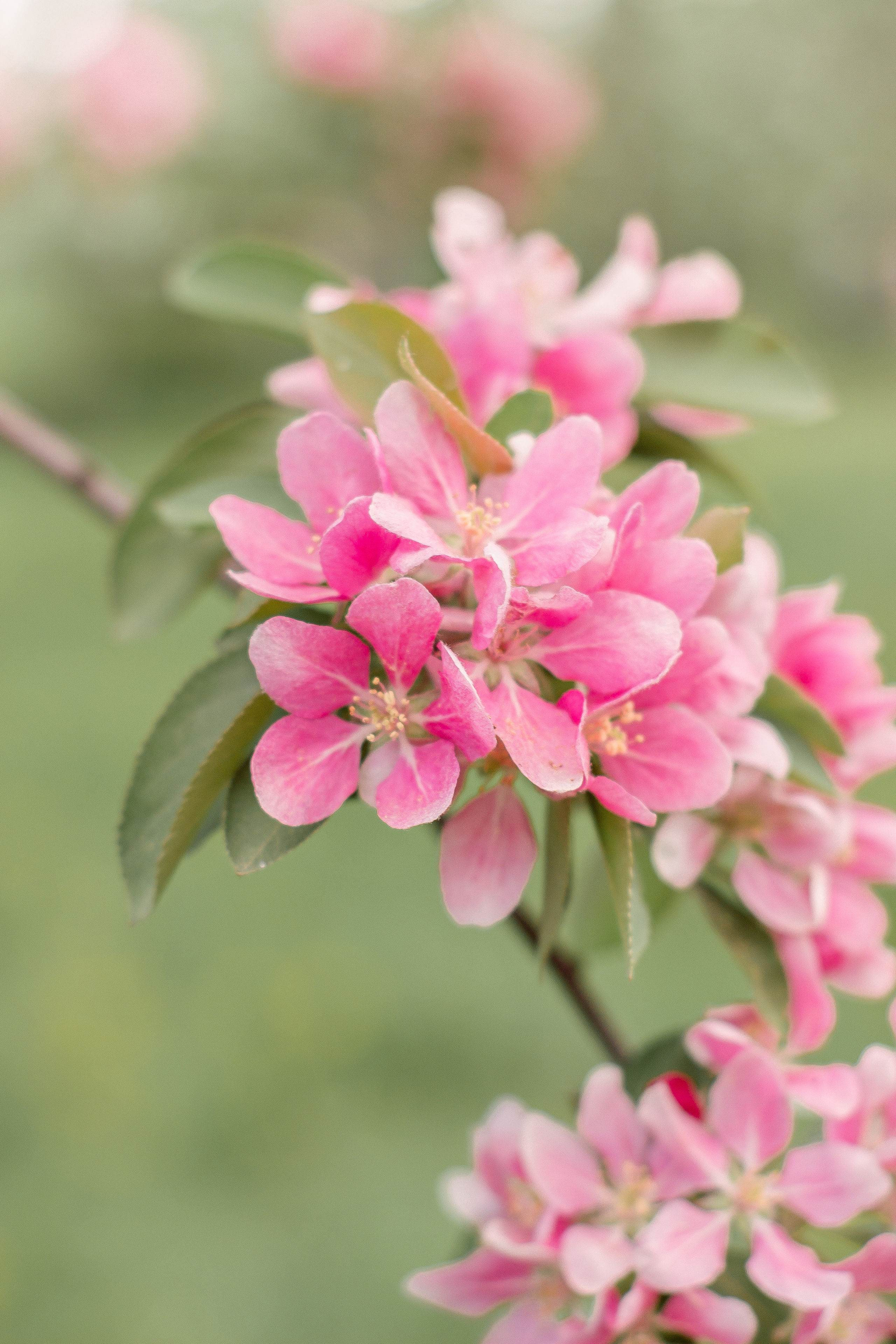 Цветущая яблоня крупный план