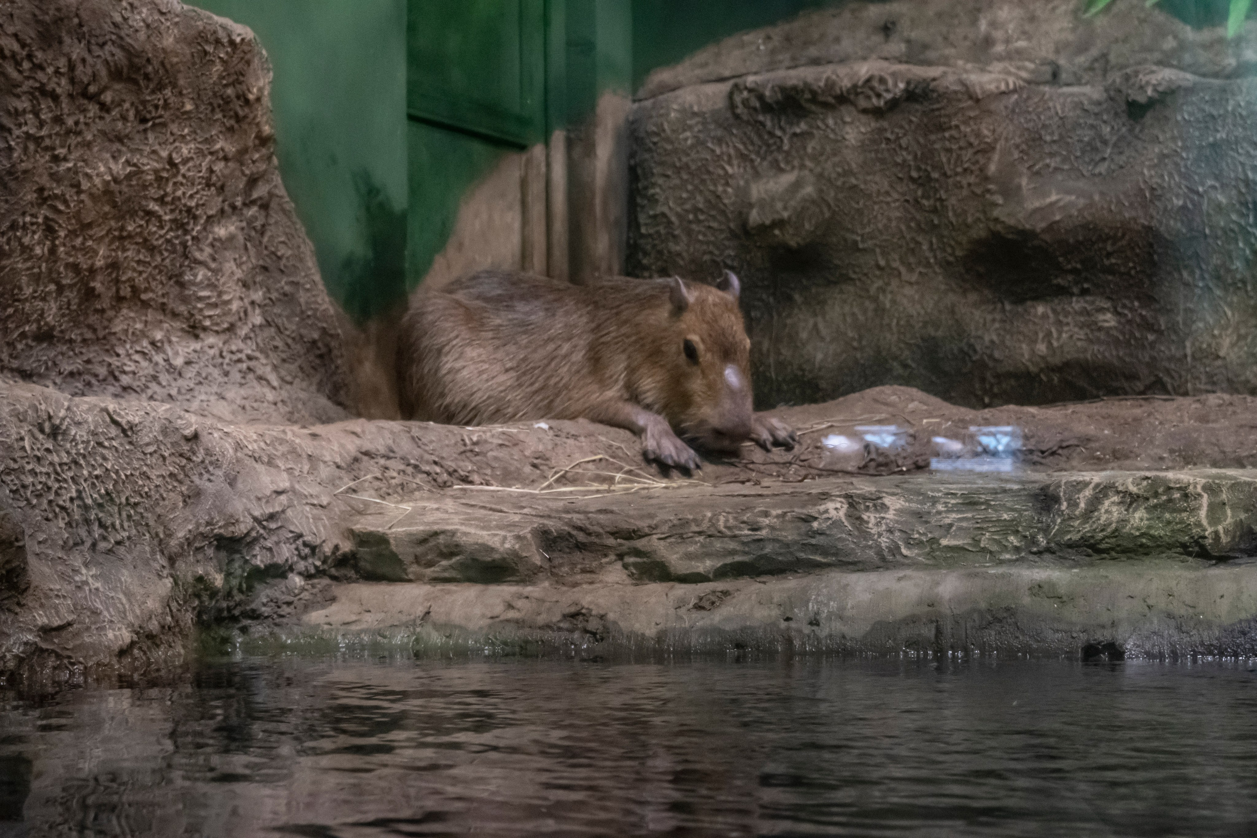 Москвариум. Фотограф Роман Адлер