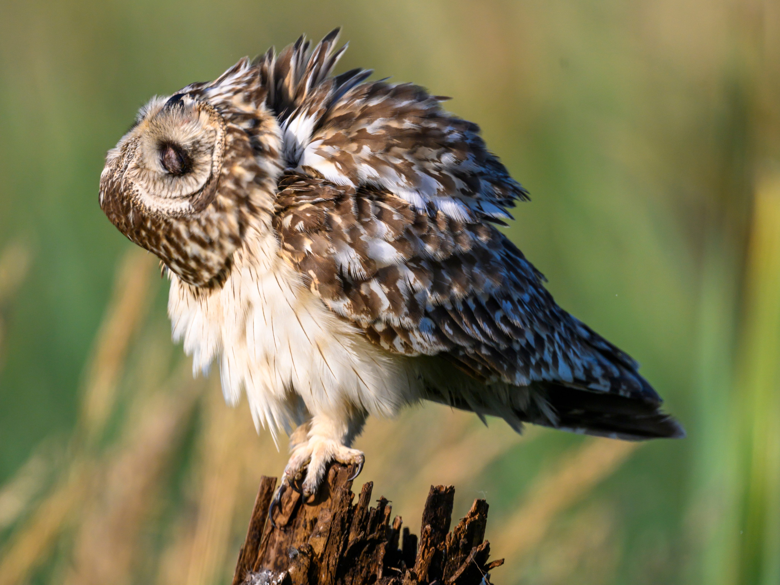 Портреты совы и драка с лунем. Portraits of an owl and a fight with a harrier. Wildlife photography by Sergey Puponin