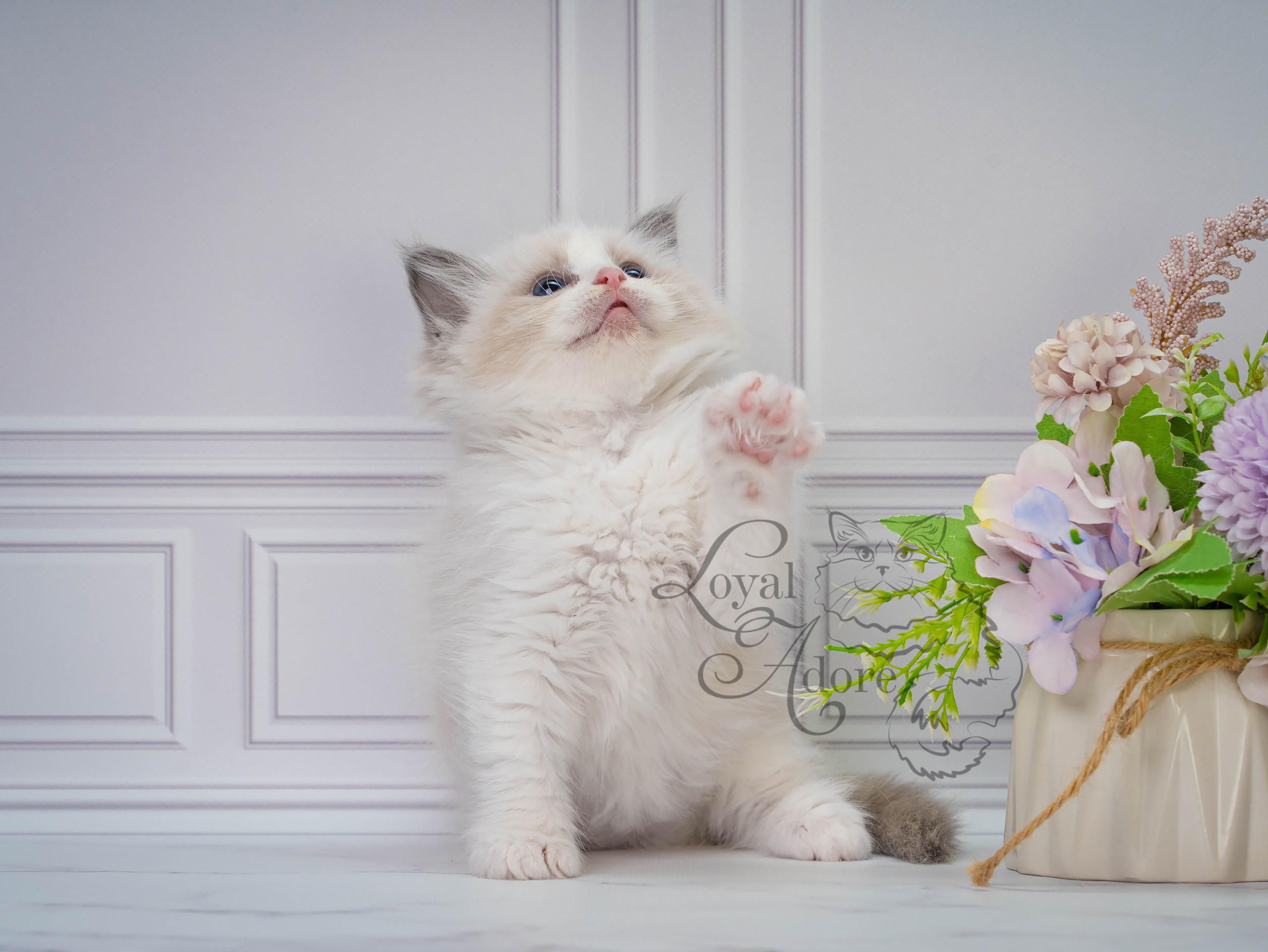 Котята рэгдолл от Loyal Adore. Питомник рэгдолл Loyal Adore
