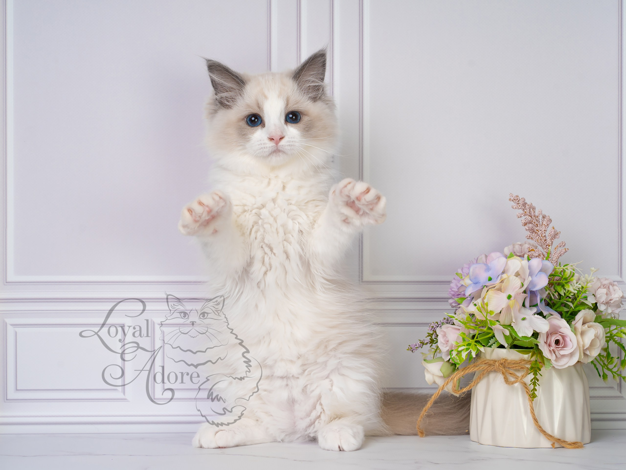 Котята рэгдолл от Loyal Adore. Питомник рэгдолл Loyal Adore