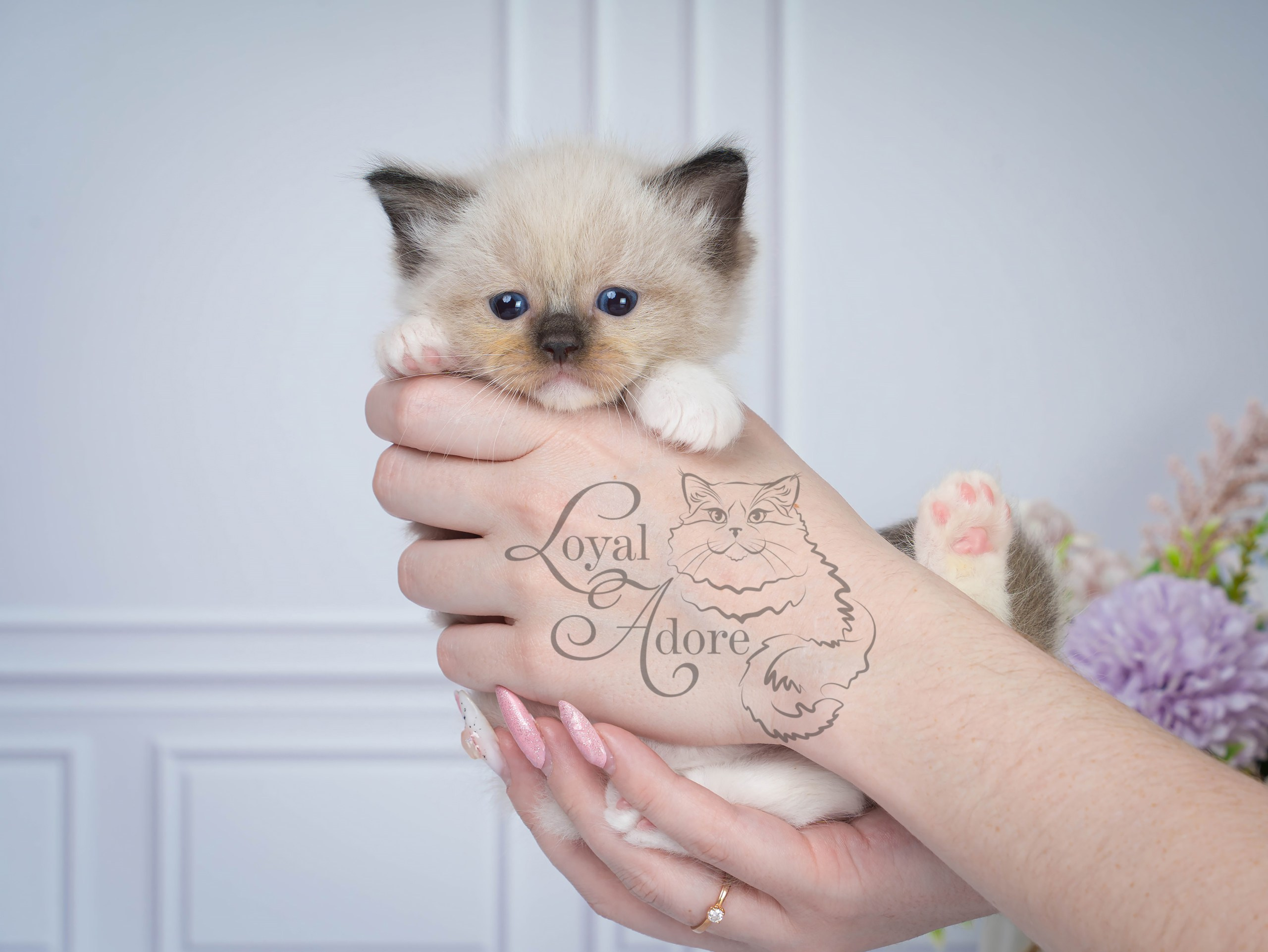 Все свободные котята. Питомник рэгдолл Loyal Adore