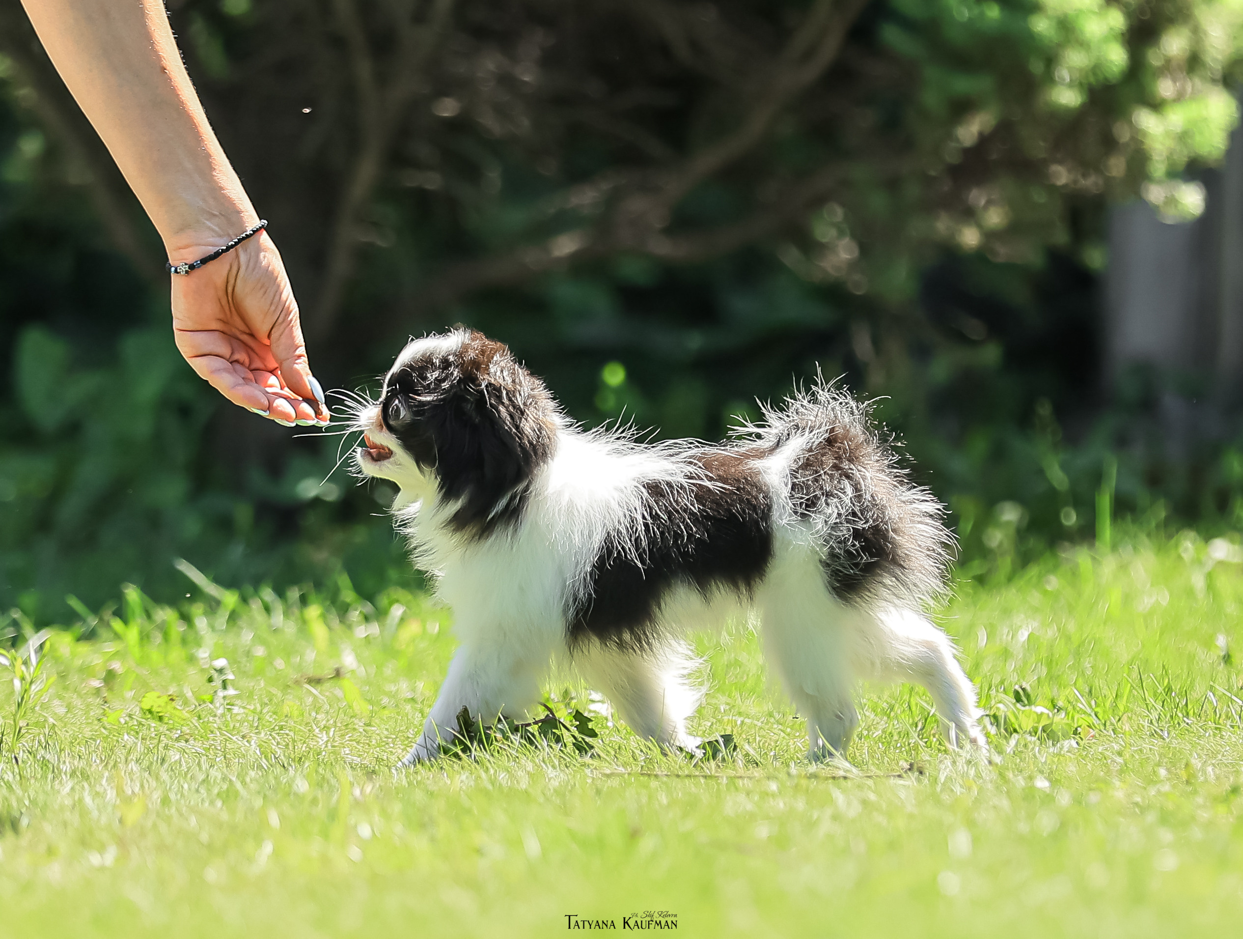 Японский хин, фотография японский хин, собака в цветах, красивая собака, фотограф анималист, фотокурс Анималистика, научиться фотографировать собак, фотограф Новосибирск