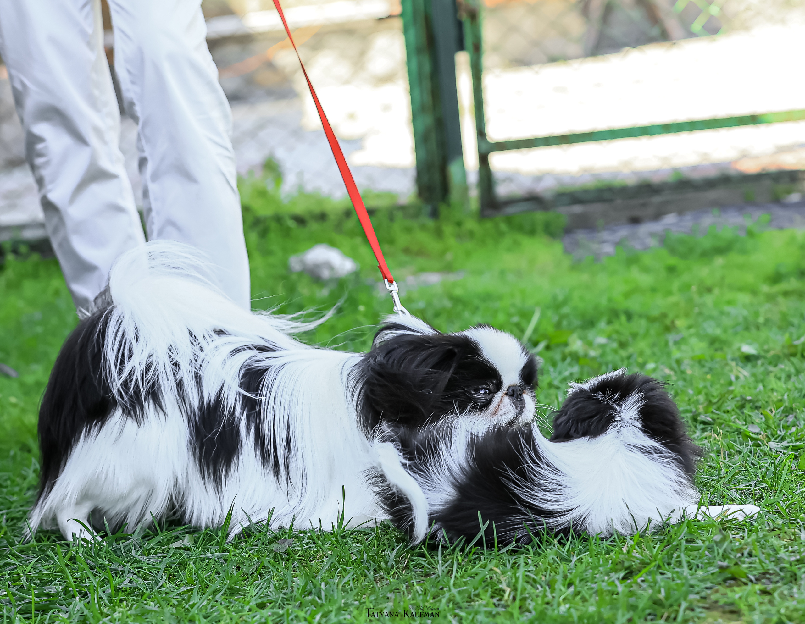 Японский хин, фотография японский хин, собака в цветах, красивая собака, фотограф анималист, фотокурс Анималистика, научиться фотографировать собак, фотограф Новосибирск