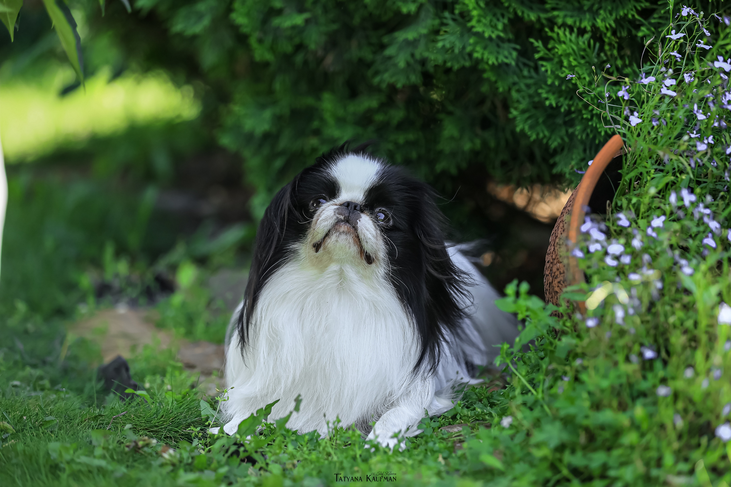 Японский хин, фотография японский хин, собака в цветах, красивая собака, фотограф анималист, фотокурс Анималистика, научиться фотографировать собак, фотограф Новосибирск