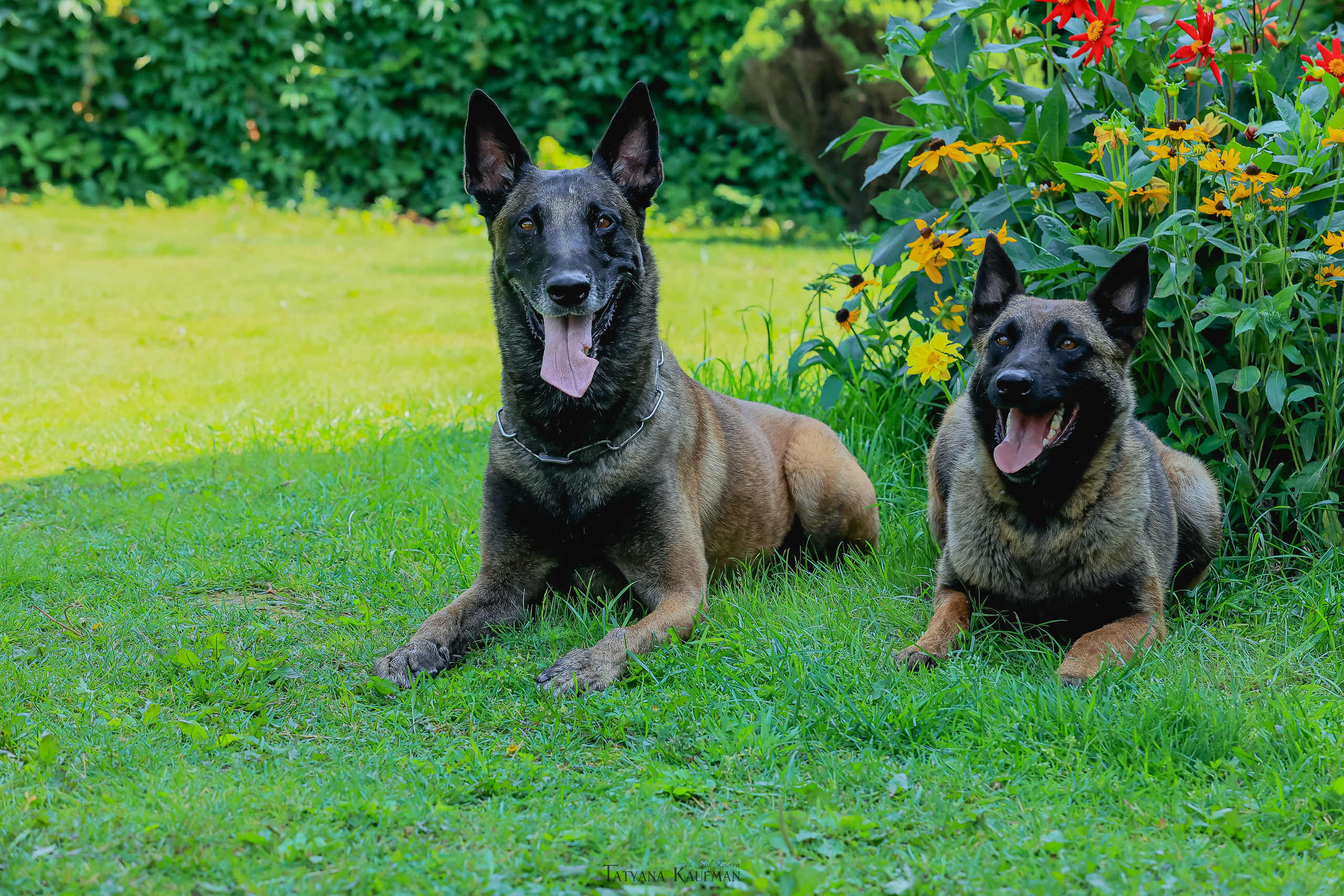 Фотосессия Малинуа. Фотограф Анималист из Новосибирска Татьяна Кауфман