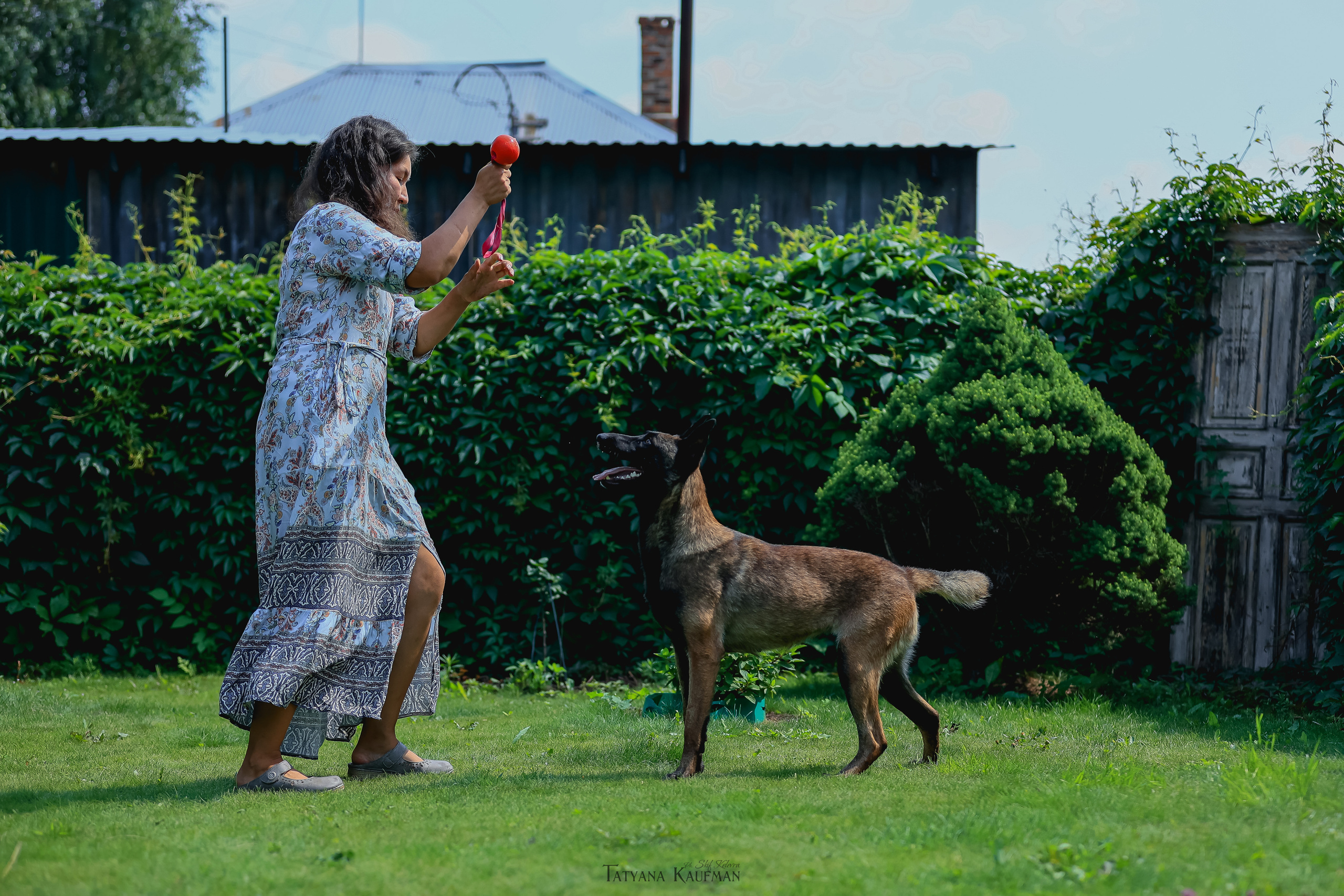 Фотосессия Малинуа. Фотограф Анималист из Новосибирска Татьяна Кауфман