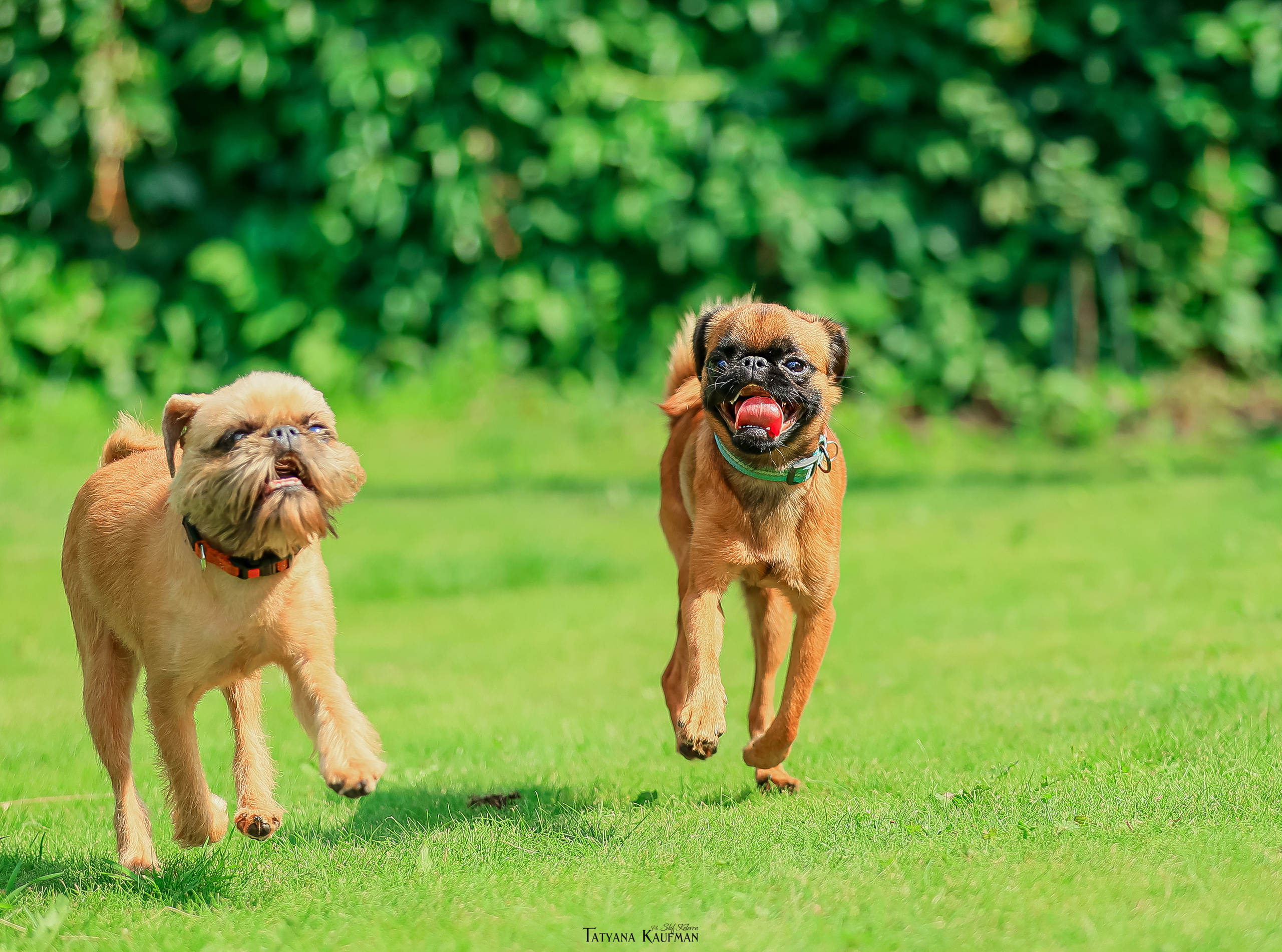 Малый брабансон, фотография брабансон, красивая собака, фотограф анималист, фотокурс Анималистика, научиться фотографировать собак, фотограф Новосибирск