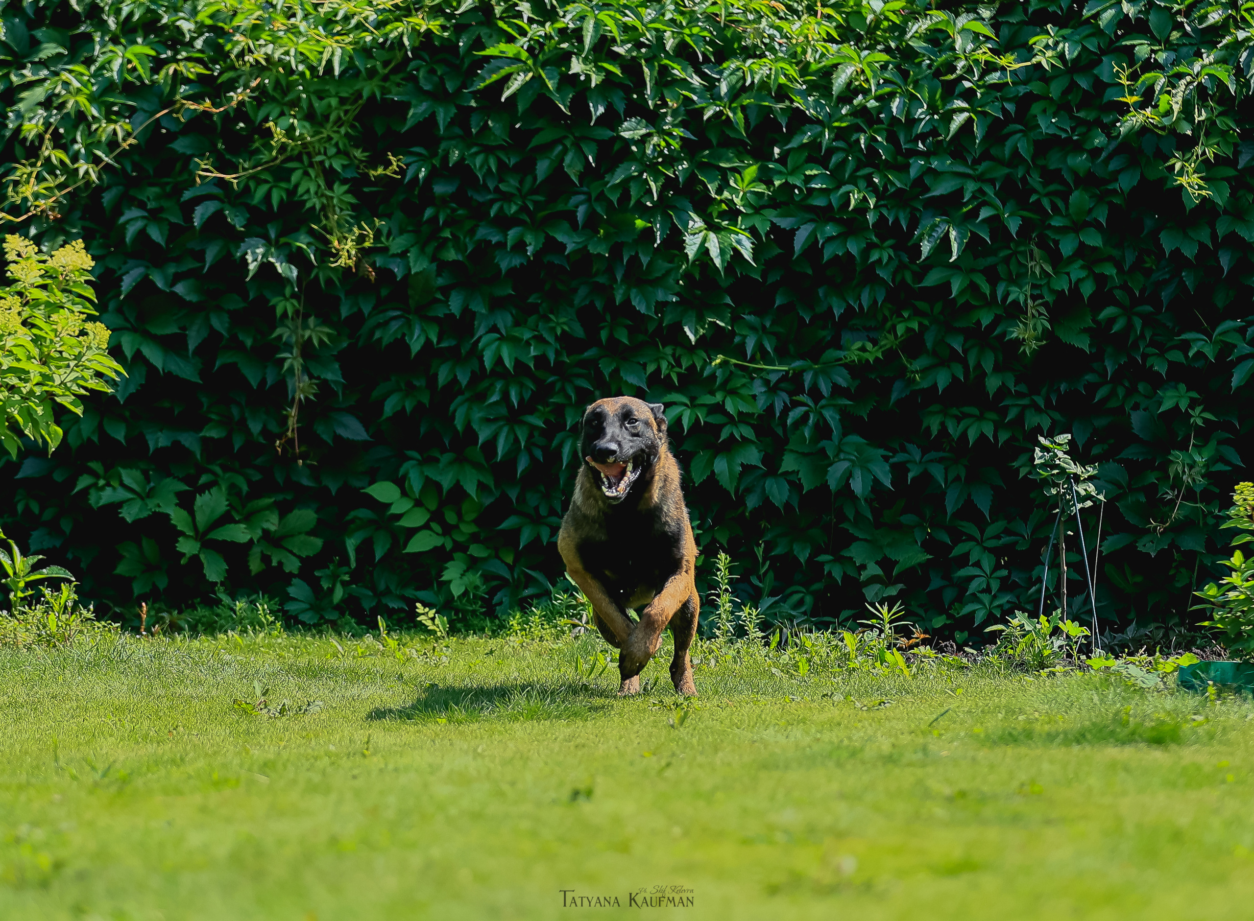Фотосессия Малинуа. Фотограф Анималист из Новосибирска Татьяна Кауфман