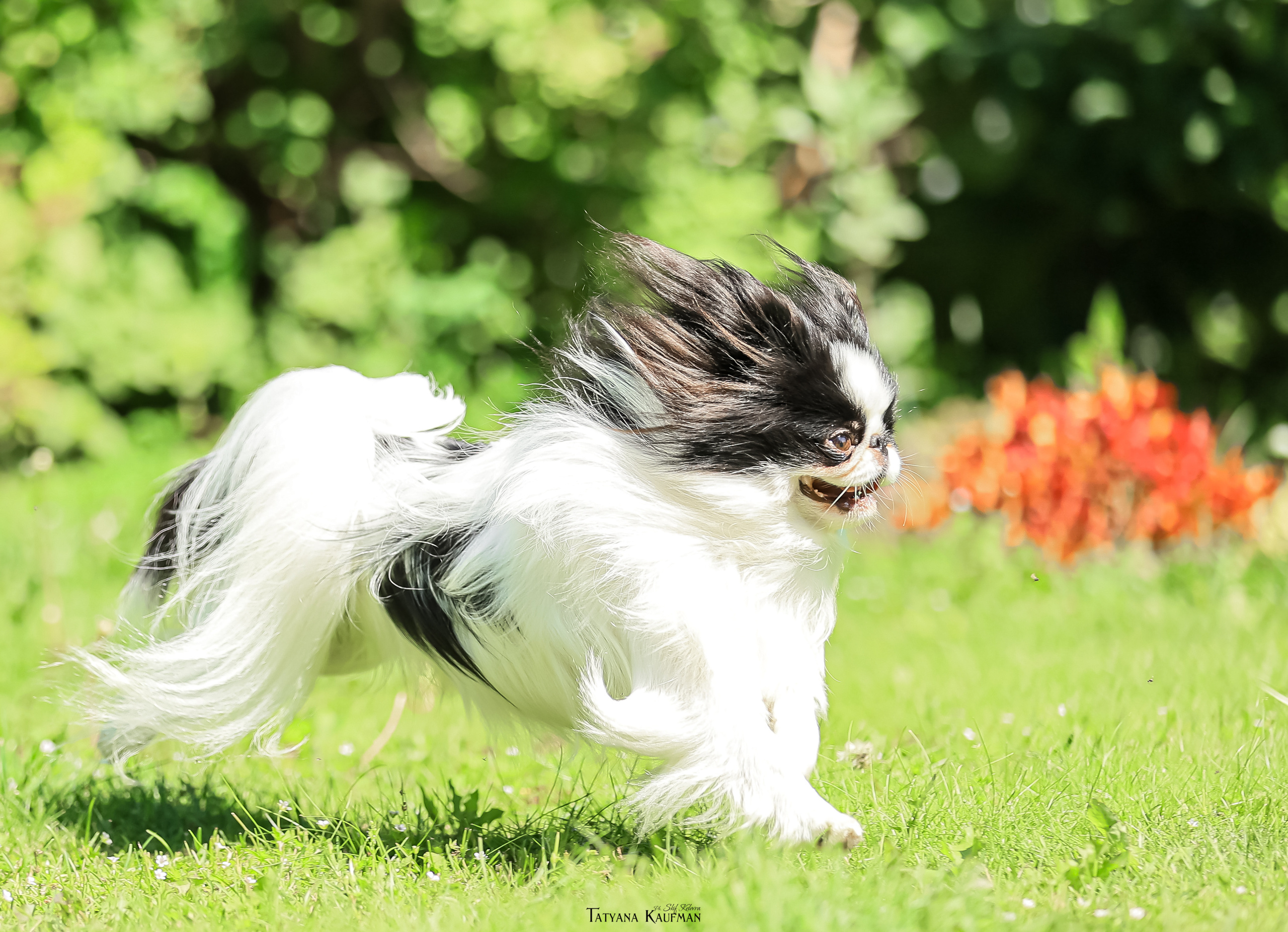Японский хин, фотография японский хин, собака в цветах, красивая собака, фотограф анималист, фотокурс Анималистика, научиться фотографировать собак, фотограф Новосибирск