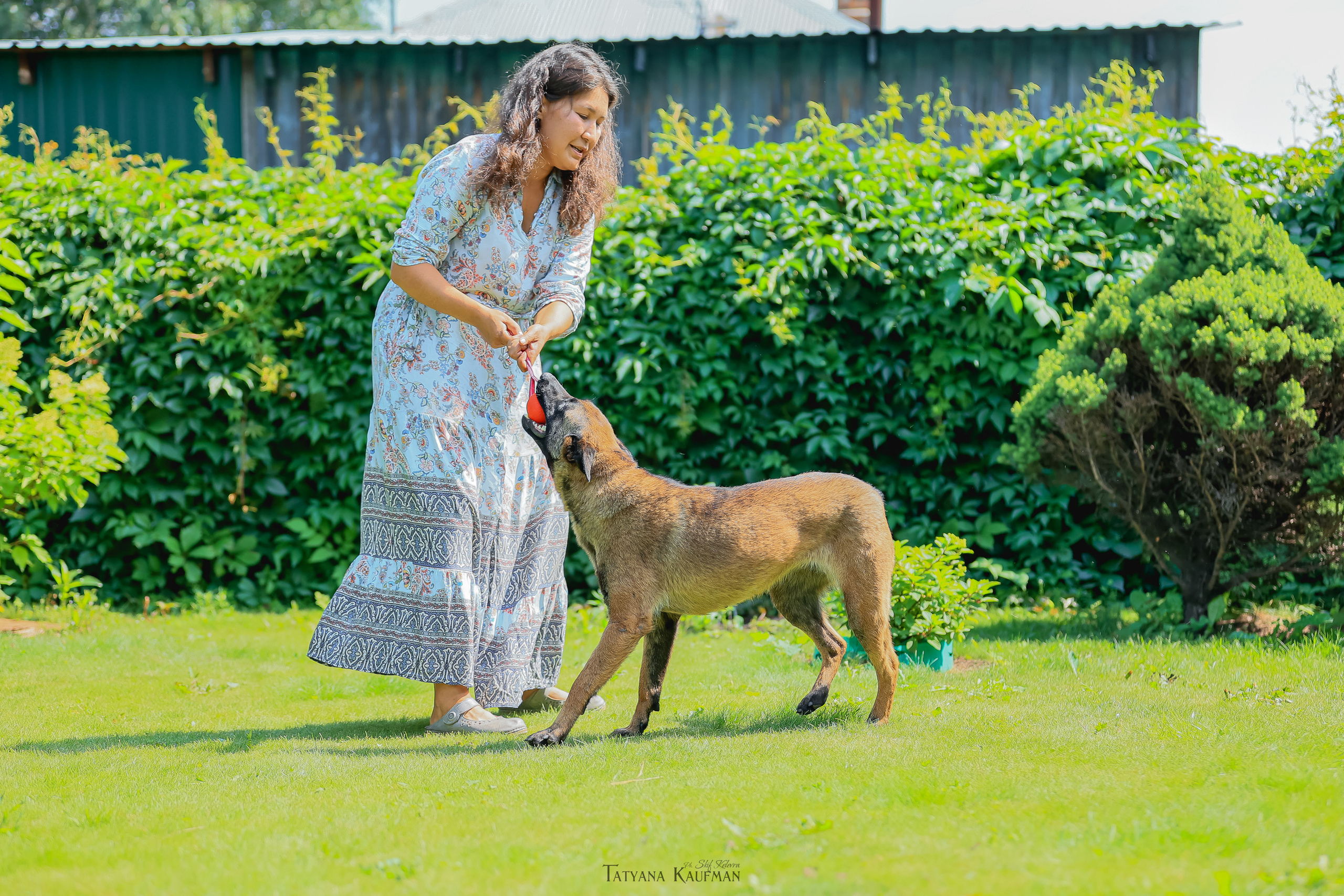 Фотосессия Малинуа. Фотограф Анималист из Новосибирска Татьяна Кауфман