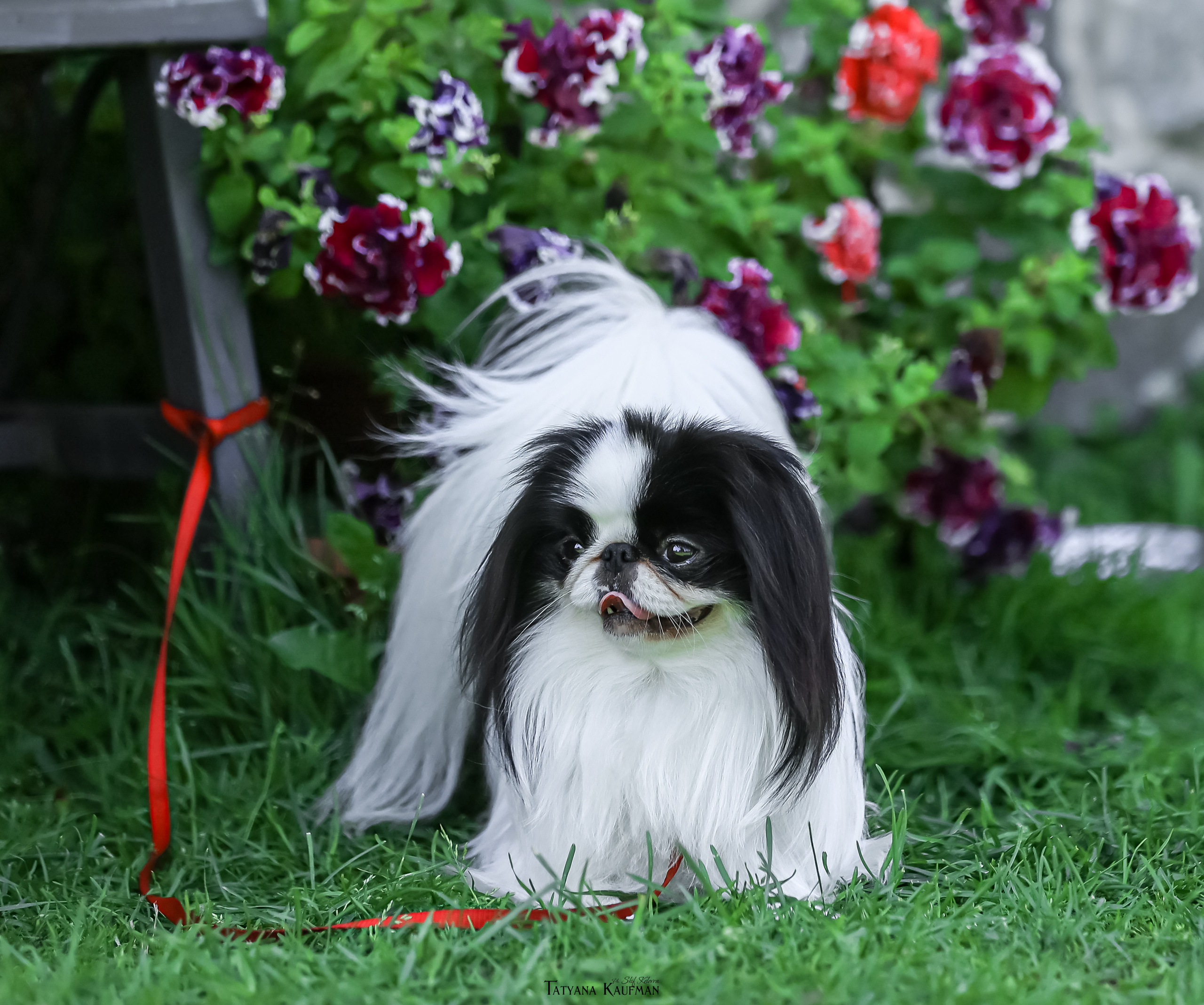 Японский хин, фотография японский хин, собака в цветах, красивая собака, фотограф анималист, фотокурс Анималистика, научиться фотографировать собак, фотограф Новосибирск