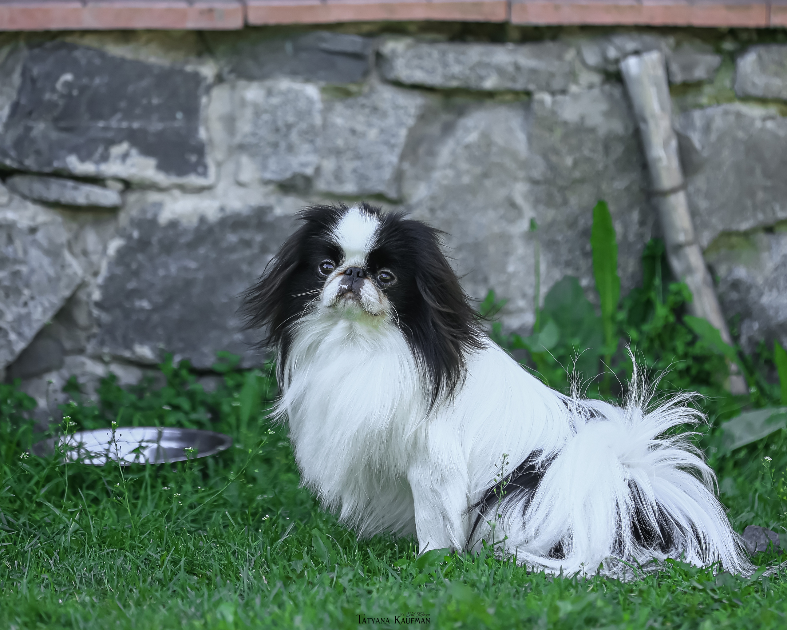 Японский хин, фотография японский хин, собака в цветах, красивая собака, фотограф анималист, фотокурс Анималистика, научиться фотографировать собак, фотограф Новосибирск